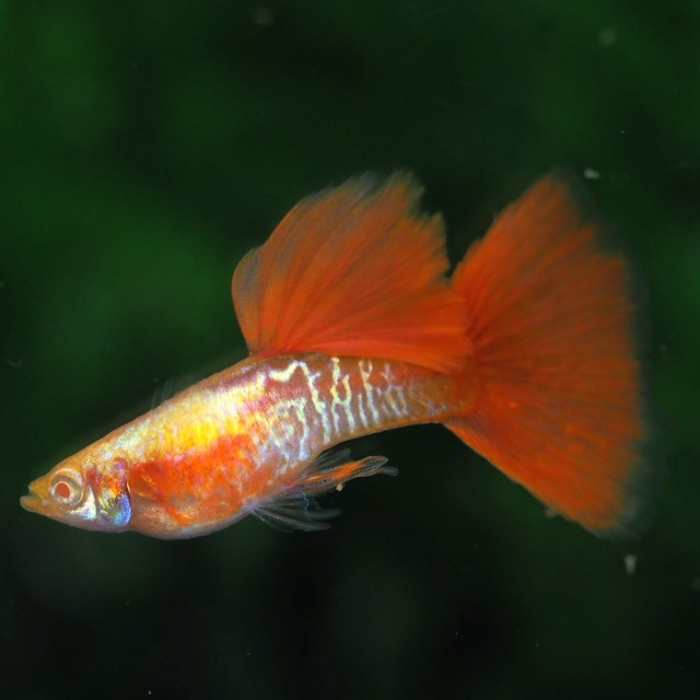 上物RREAギャラクシーレッドテールビッグドーサルスワロー　1カルテット＋おまけ1ペア