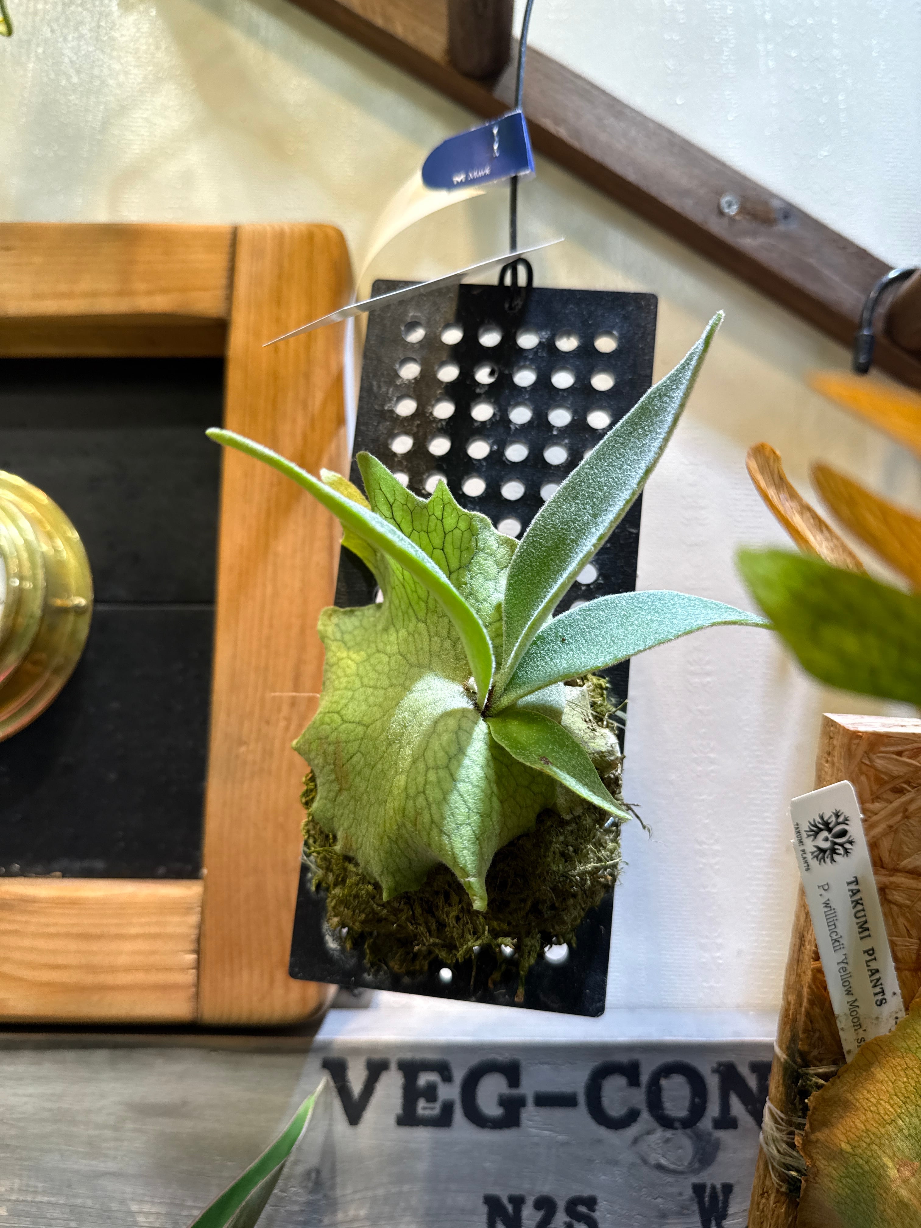 ビカクシダ ベイチー | Gardenえん 【観葉熱帯植物】