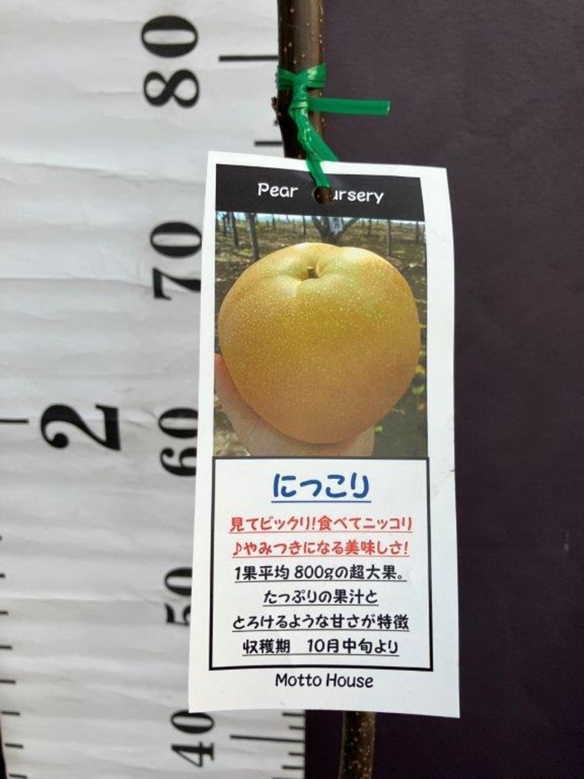 梨 にっこり【一年生接木苗】 | 日本ライン花木センター