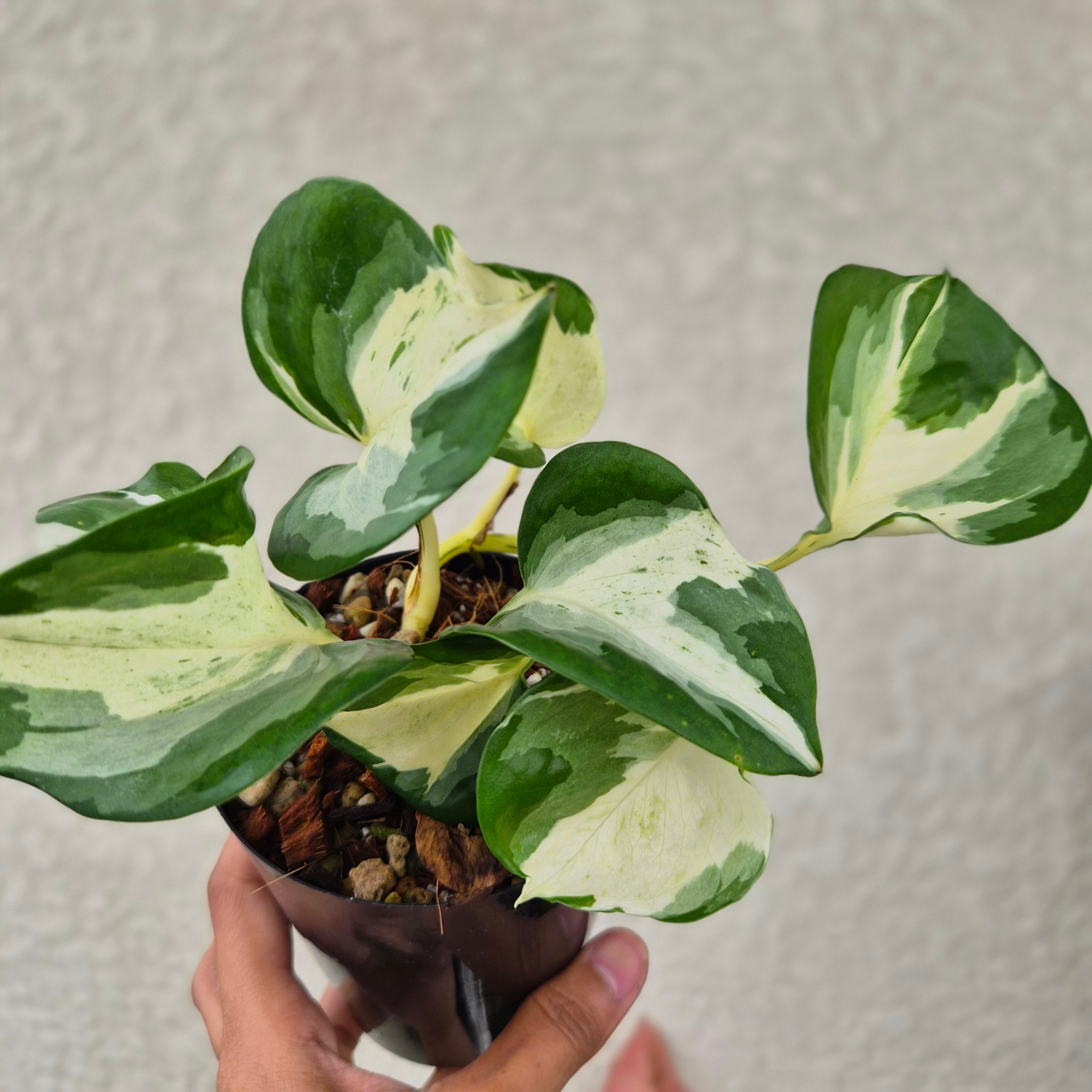 ②《エピプレムナム・マンジュラ》Epipremnum aureum 'Manjula' 観葉植物 ポトス 斑入り ポット発送