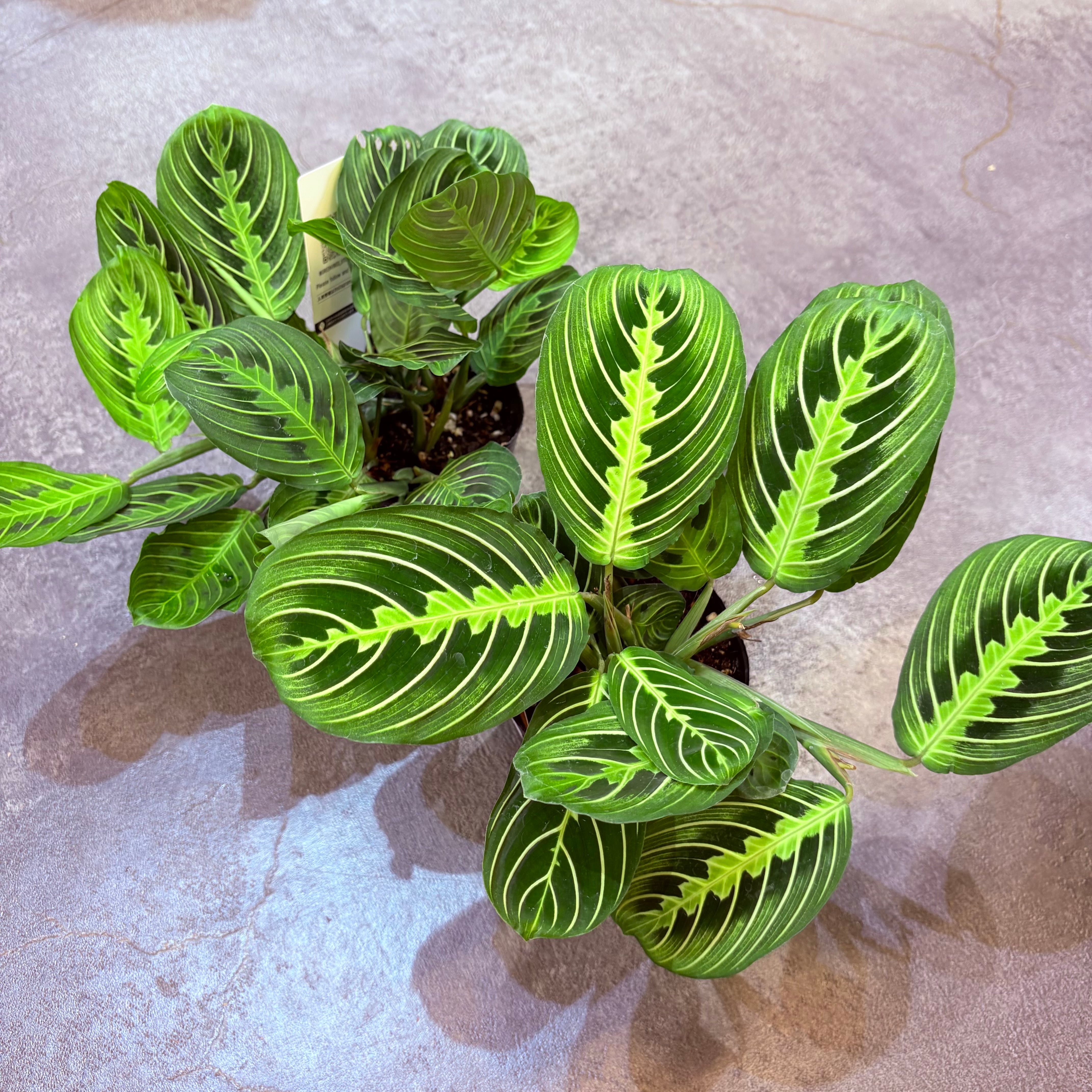 マランタ レモンライム 3.5号 | Green Vibes 宇都宮市の観葉植物専門店