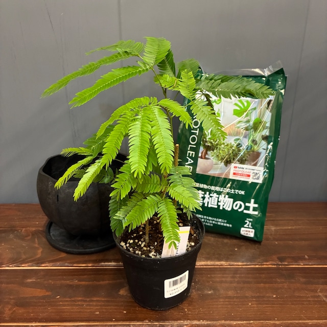 【秋の植え替えフェア対象】【セット】エバーフレッシュ
