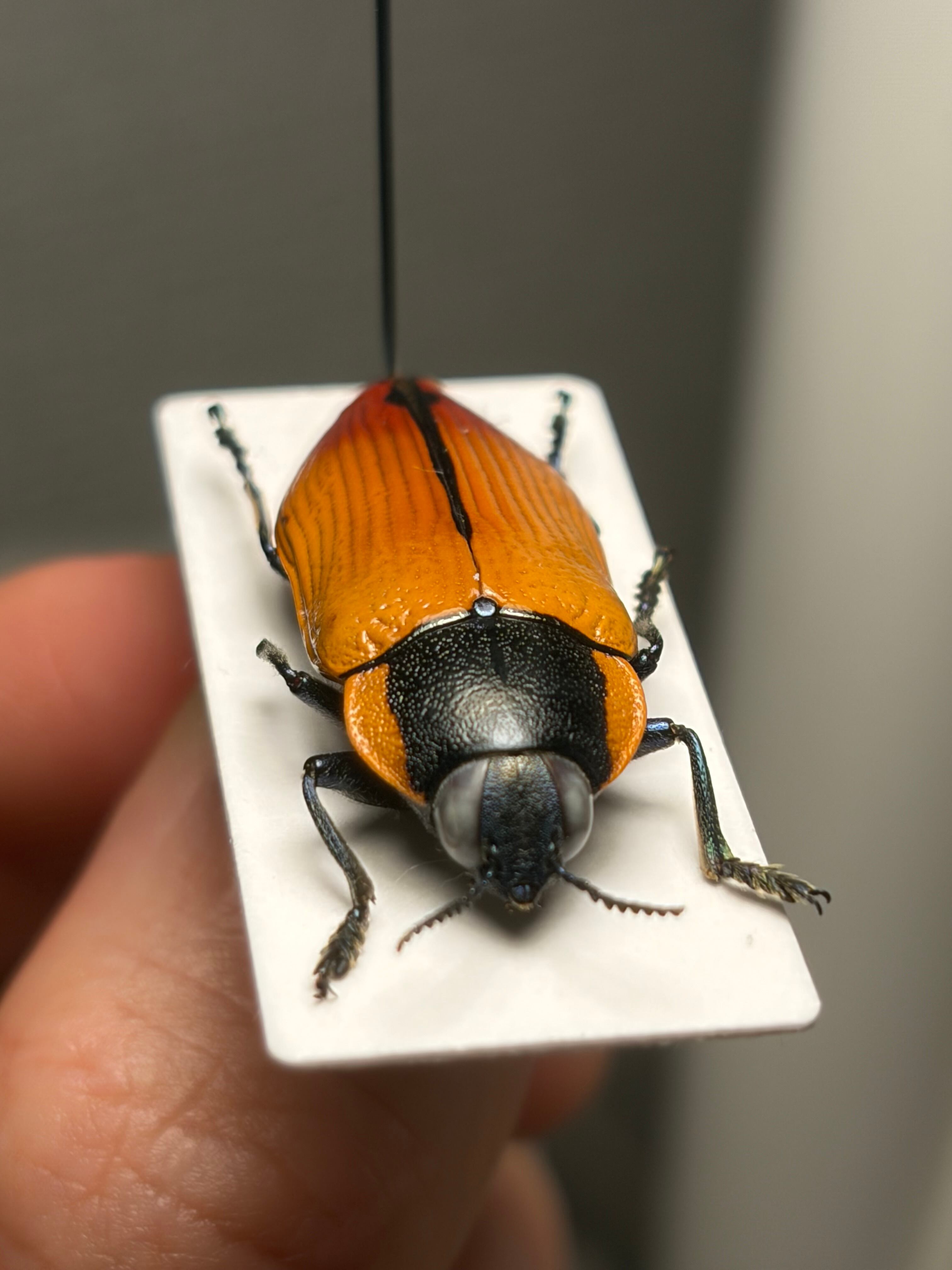 31mm】Temognatha variabilis オーストラリアのタマムシ きらめく甲虫