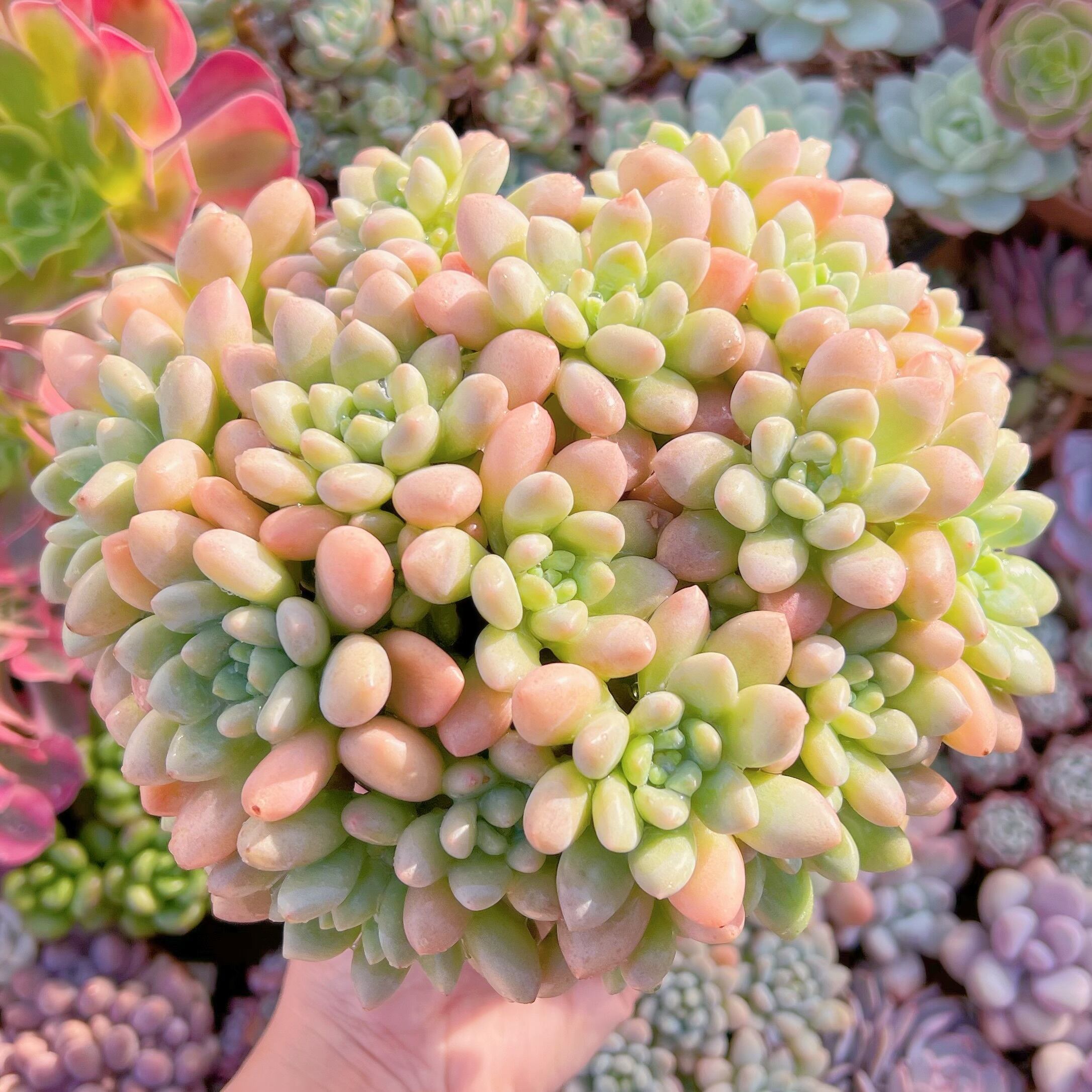 現品　ロココ#310   特特大群生18cm　るる農園