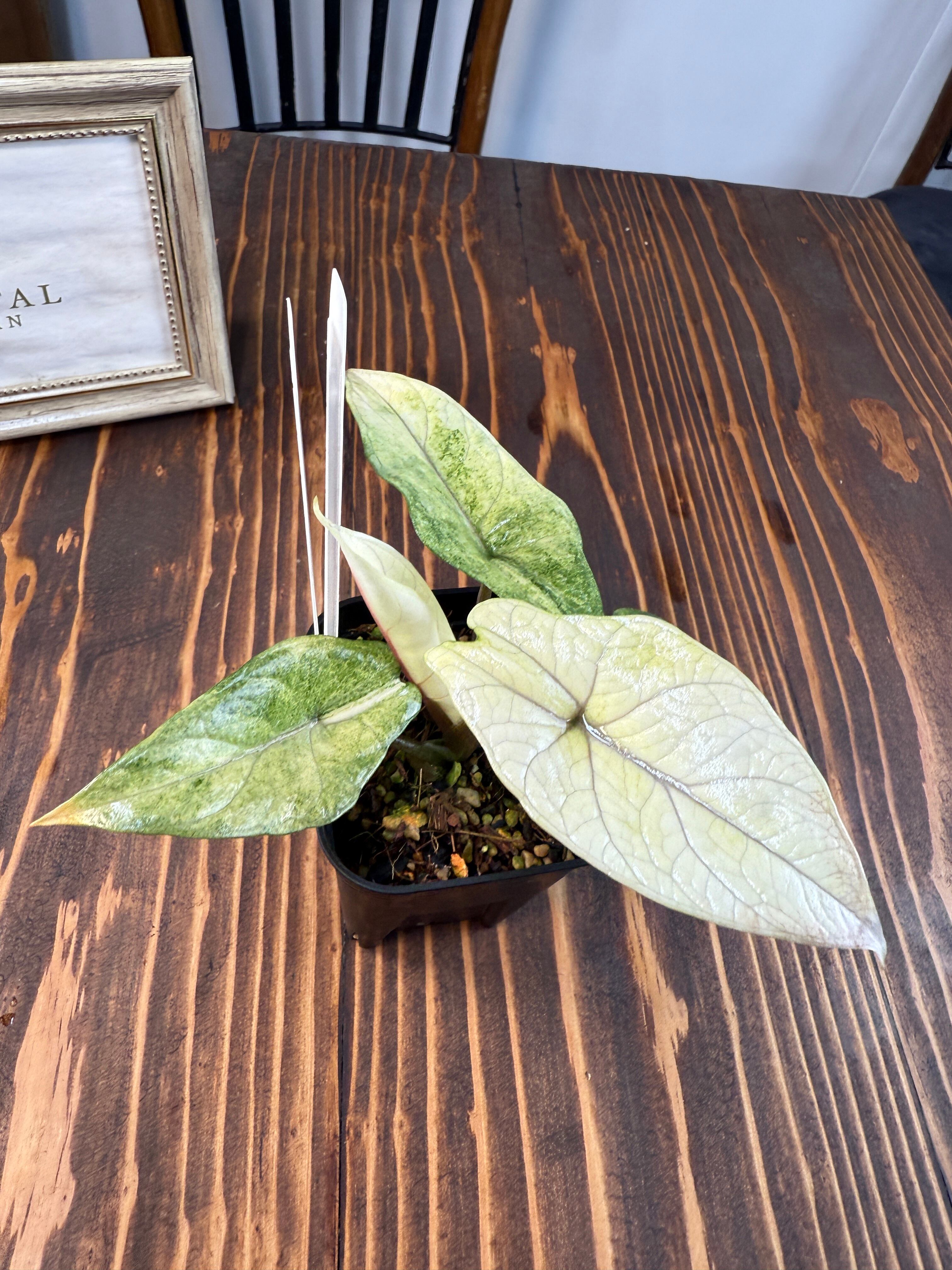 ☆1885【希少種】アロカシア スカルプラム ミント（2.5号ロング硬質