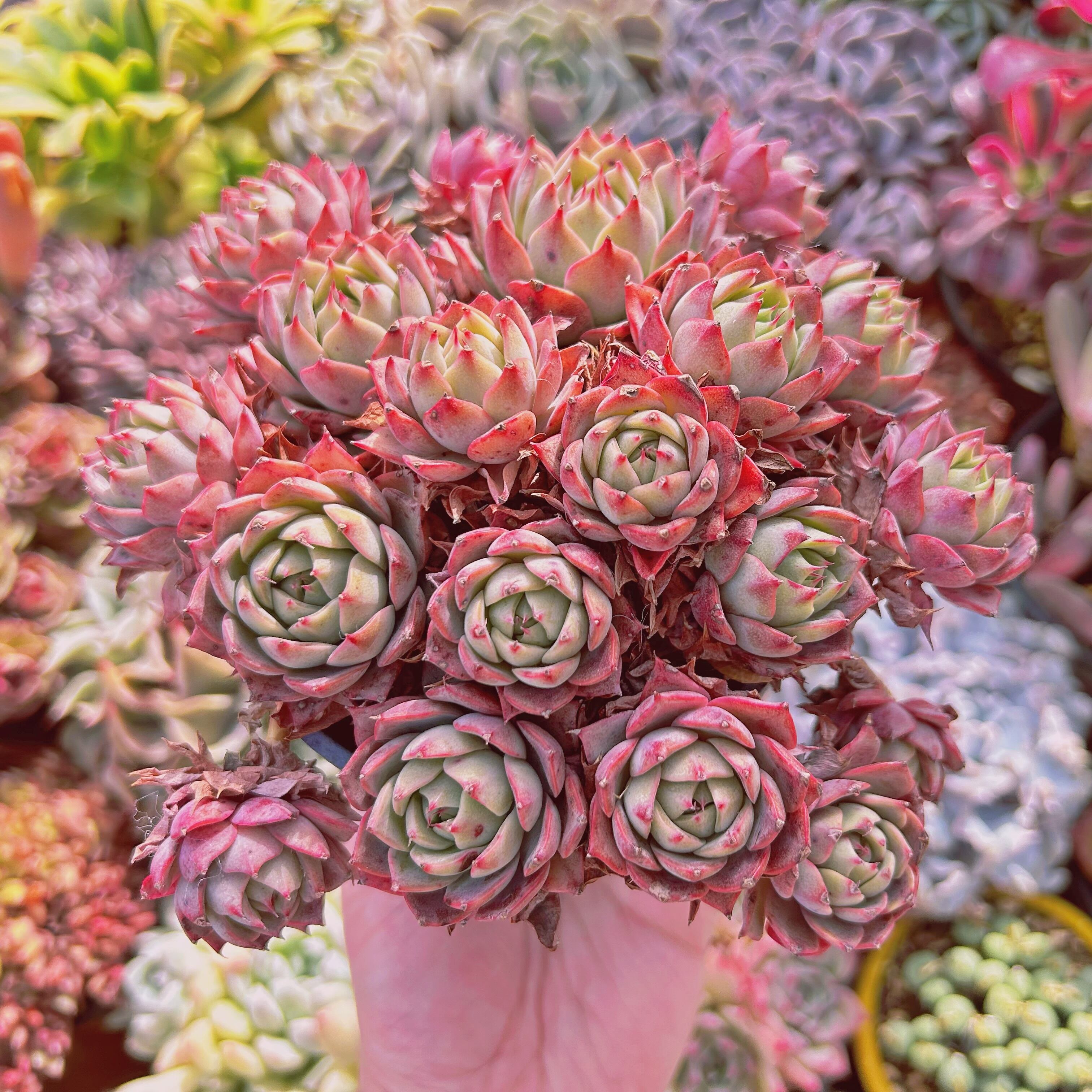 #726現物　多肉植物　新品種　リンゼアナ　特大