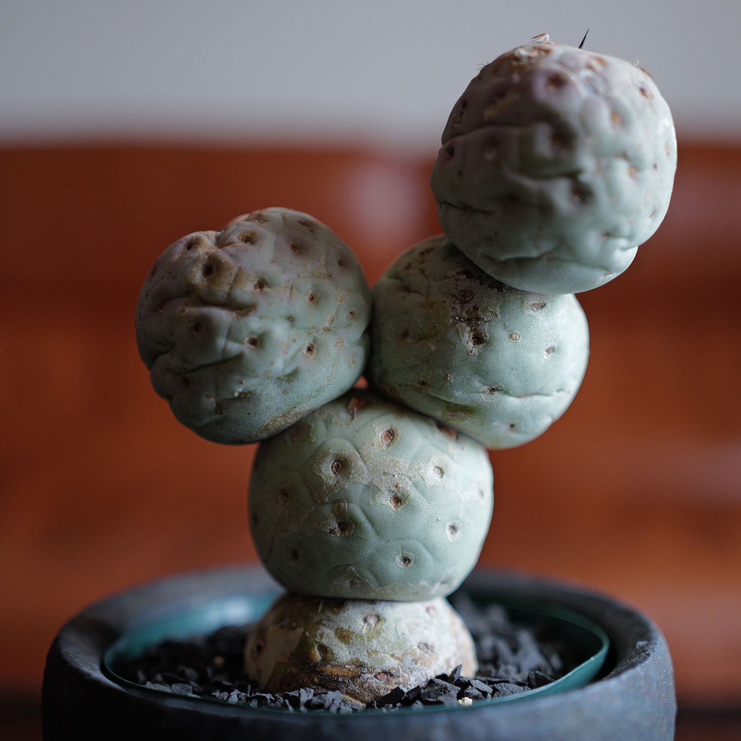 LIGHTHOUSE.PLANTS - 海外実生株のオベサなど輸入植物を販売、卸売する