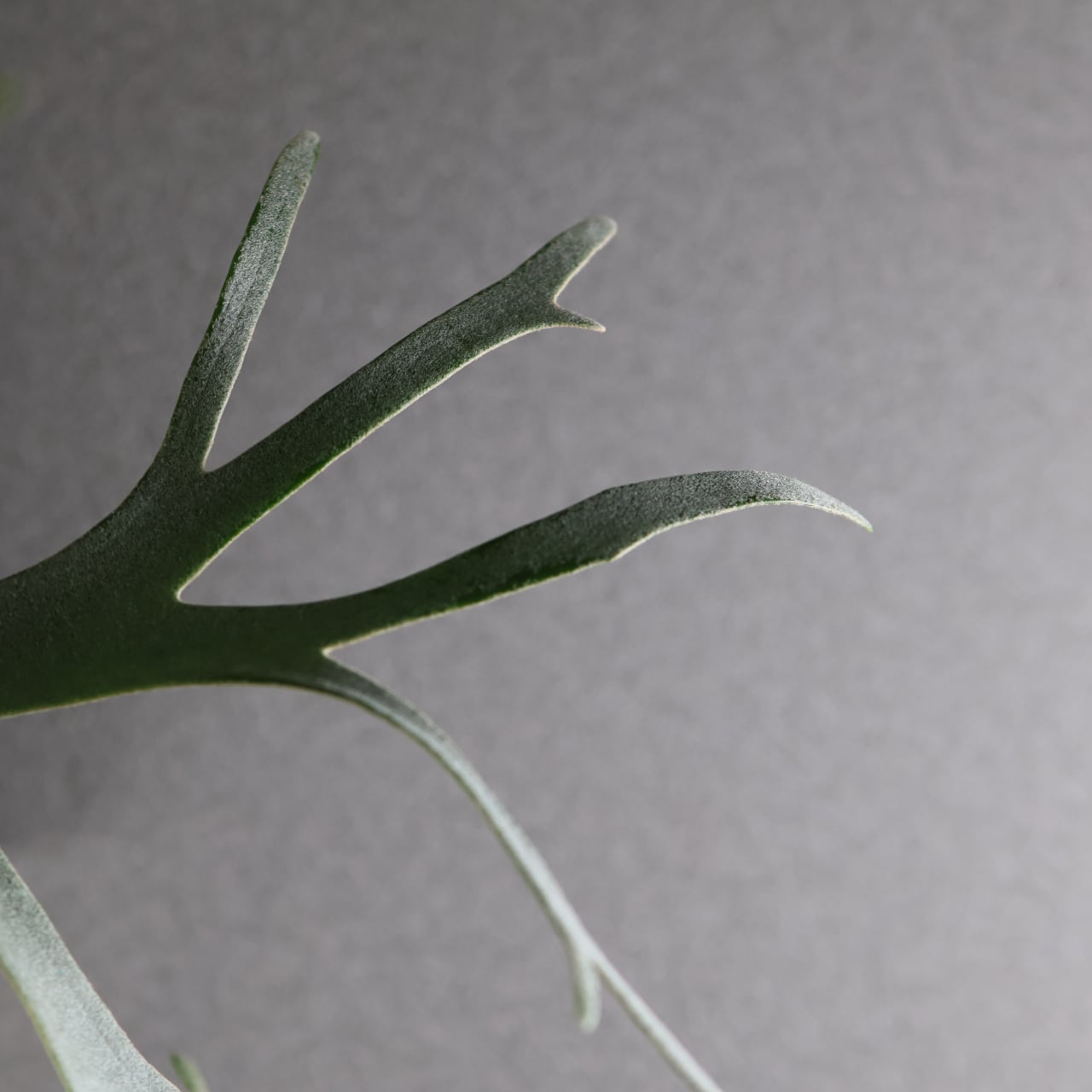 632『P.willinckii bacteria sporeling』観葉植物【送料無料】 | MARX