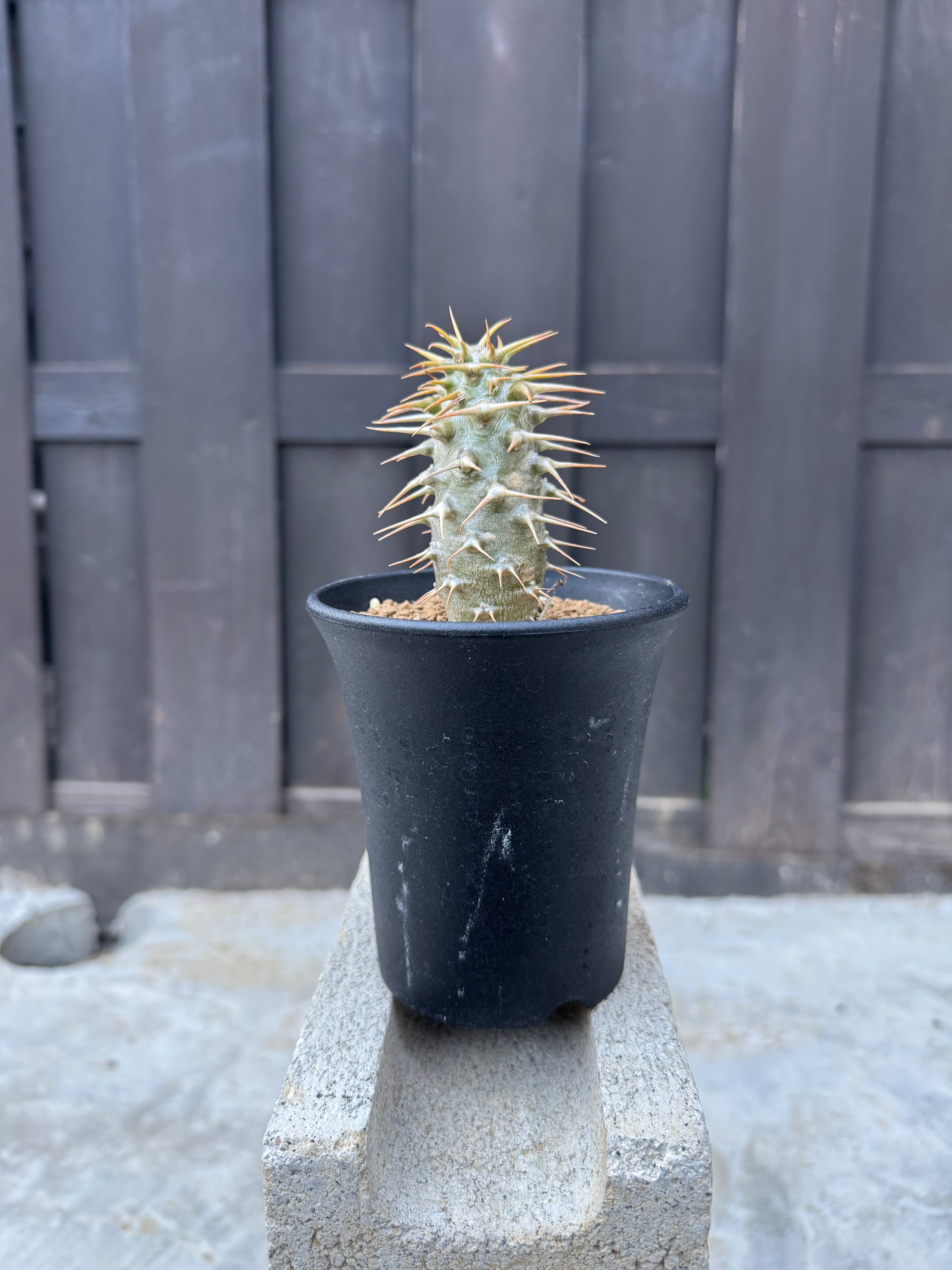 新着】Pachypodium ambongense【極太の激レア品種】パキポディウム