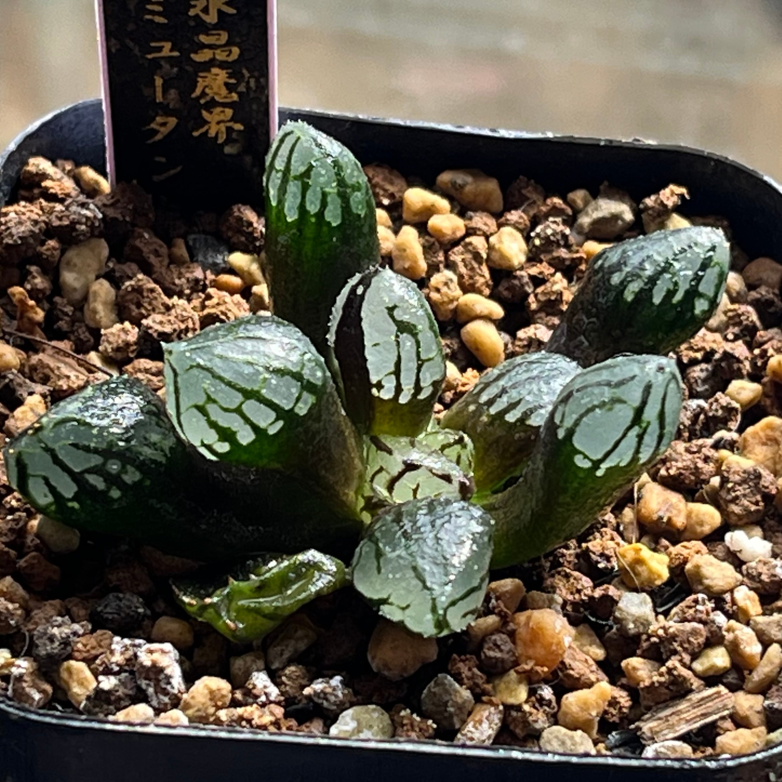 ハオルチア ブルコン般若 | mocono_plants