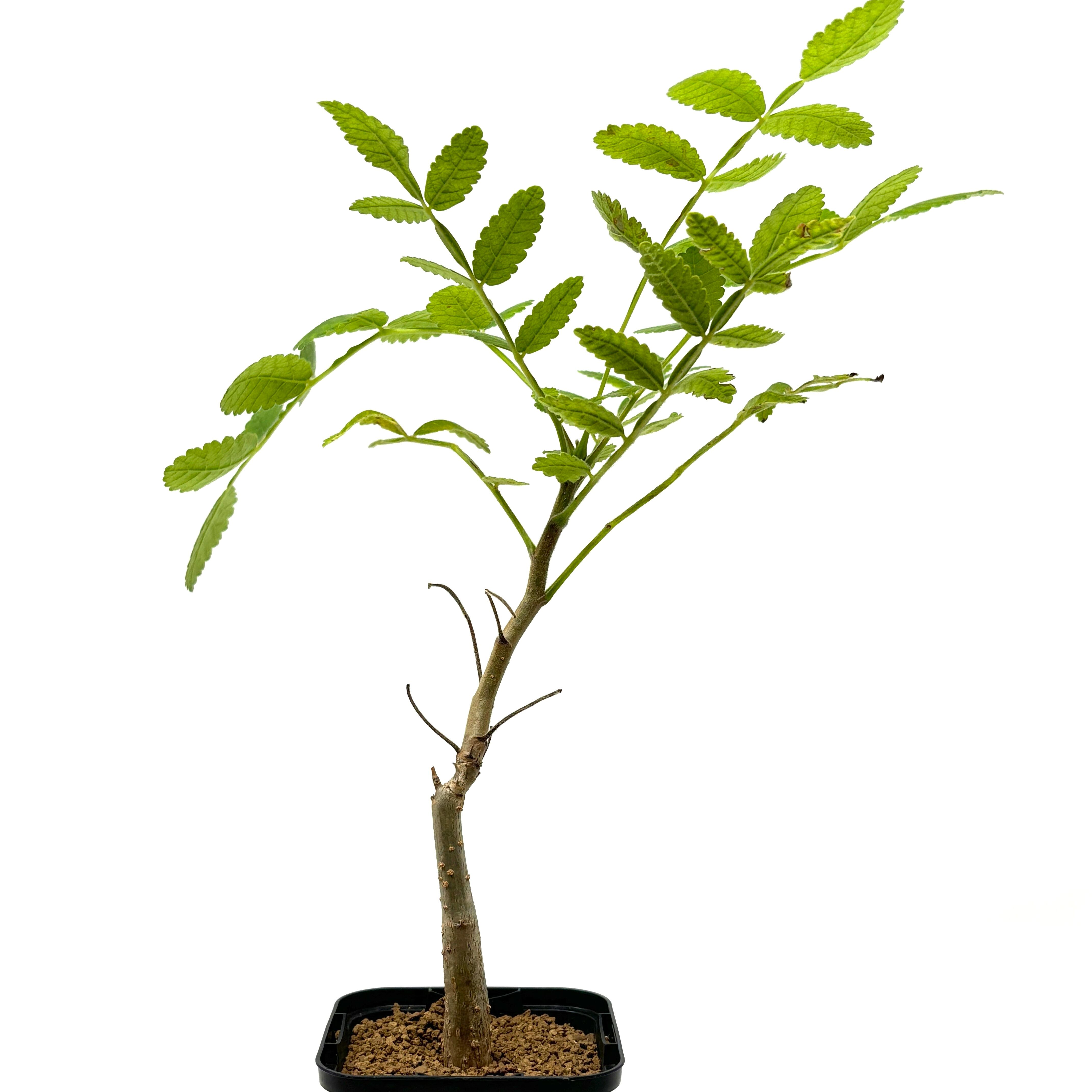 ブルセラ ブルセラ アスプレニフォリア【318】 | PROTOLEAF プロトリーフ