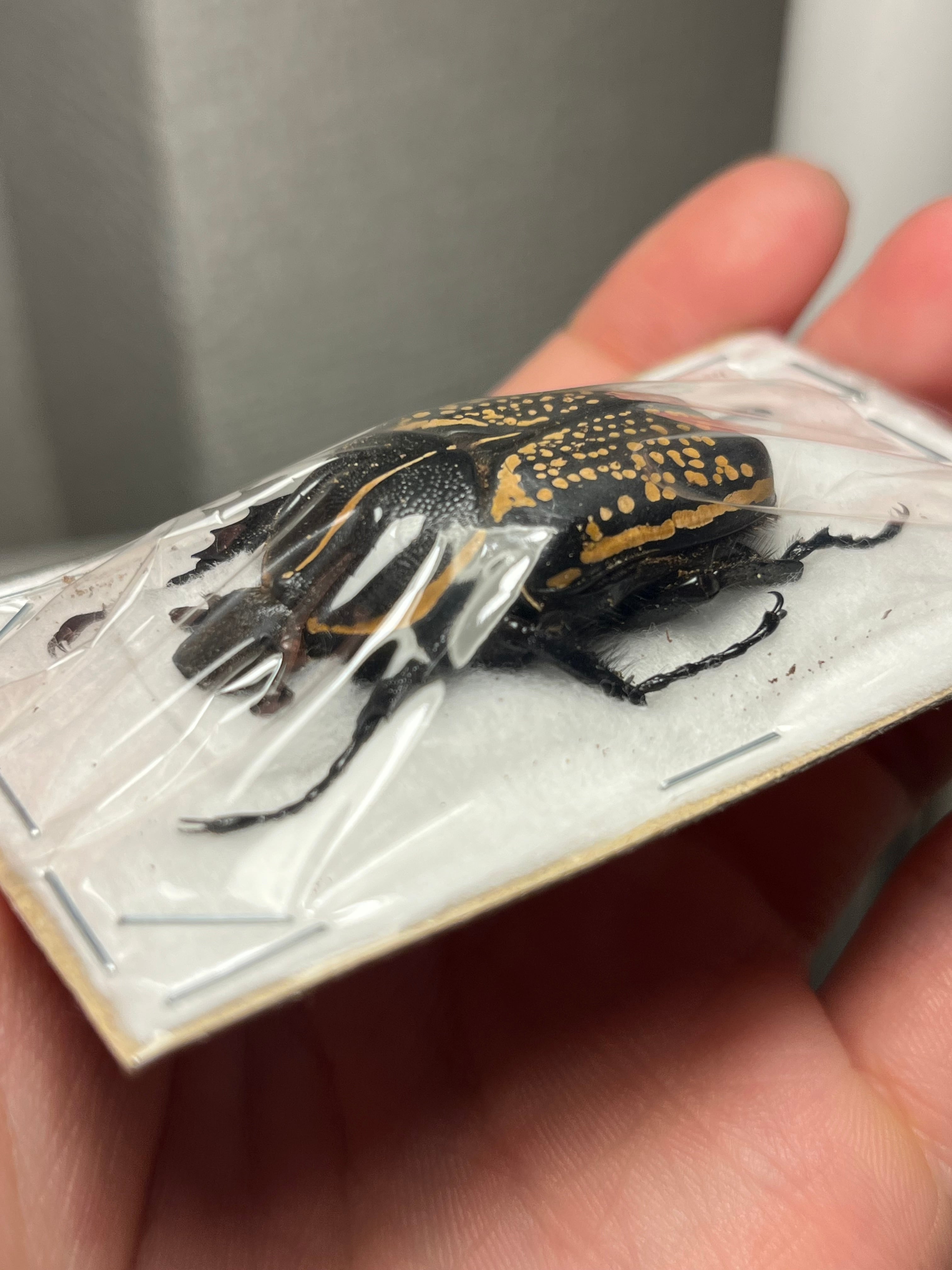 44mm♀】ハウセリイカリツノハナムグリ 標本カナブンウグイスコガネ