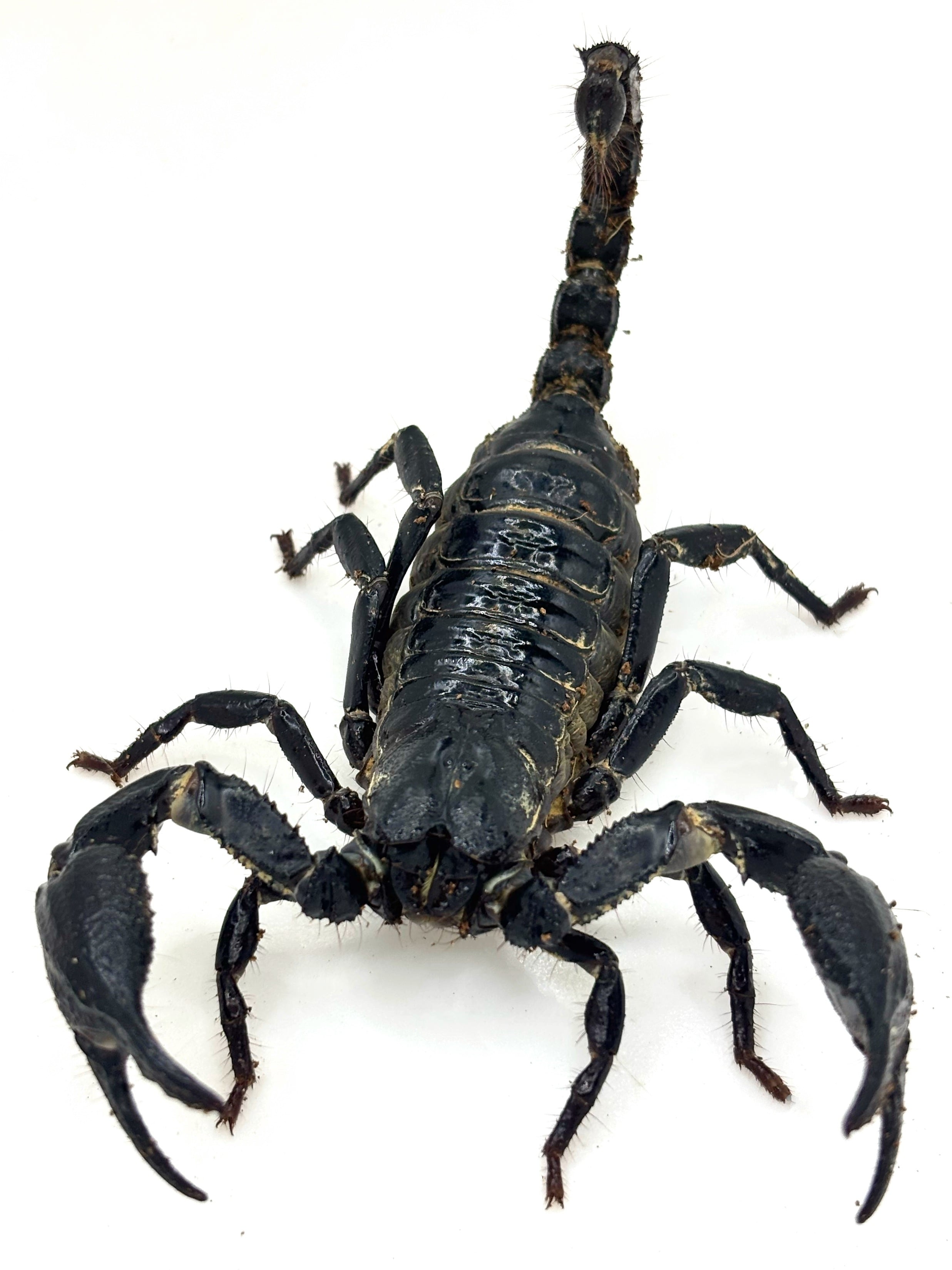ダイオウサソリ Pandinus imperator CB 1匹 | まるころ商店〜まるくて