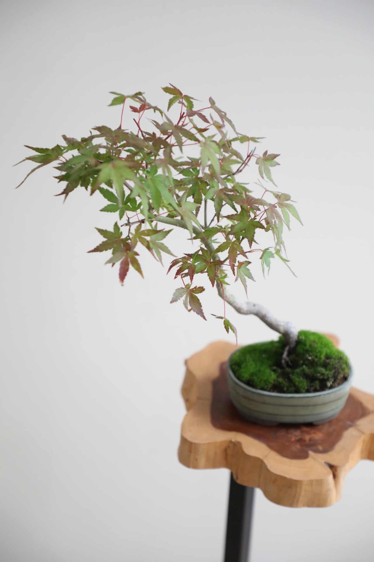 M】糸魚川真柏 盆栽 ※推定樹齢30年/Juniper Shimpaku | 【厳選植物・器