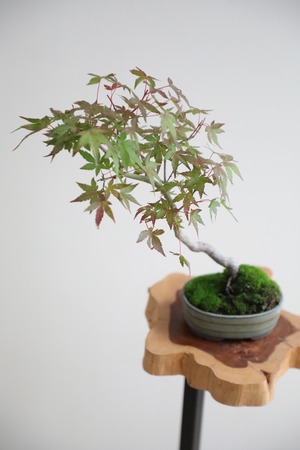 【S】モミジ 盆栽 樹齢15年/Japanese maple bonsai 　※陶器鉢付き