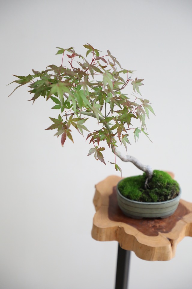 【S】モミジ 盆栽 樹齢15年/Japanese maple bonsai 　※陶器鉢付き