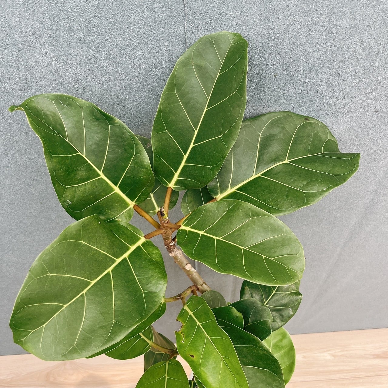 現品］【希少】21番 フィカス アフリカンプリンス 8号 観葉植物 室内