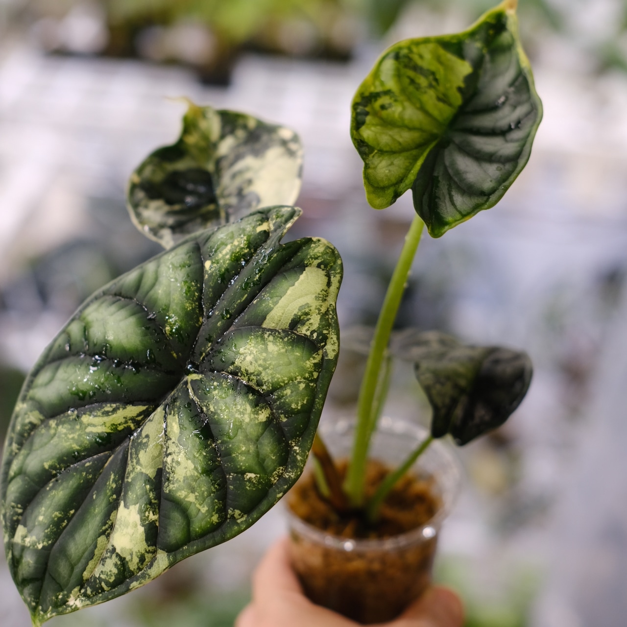 【斑入り】Alocasia dragon scale / アロカシア ドラゴンスケール②