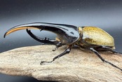 《ヘラクレス・ヘラクレス 150.5mm ペア》クワカブの部屋三森氏ブリード個体