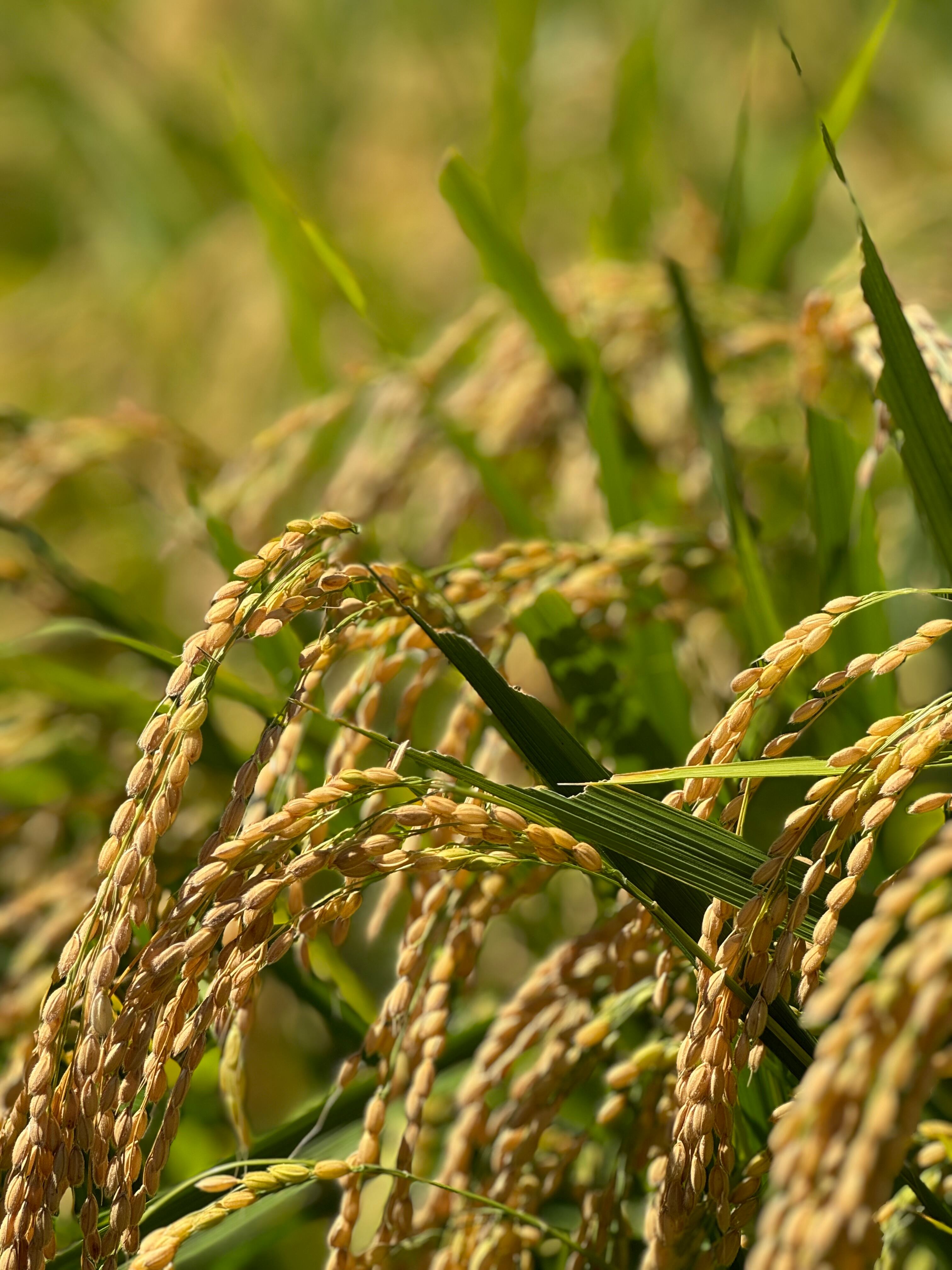 特別權之丞米【減農薬はれわたり】玄米10kg