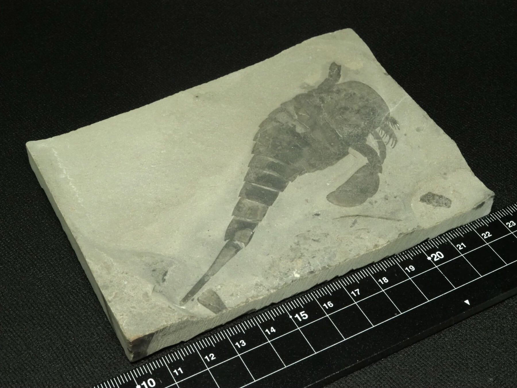 極上！ウミサソリの化石【Eurypterus remipes】【342g】アメリカ