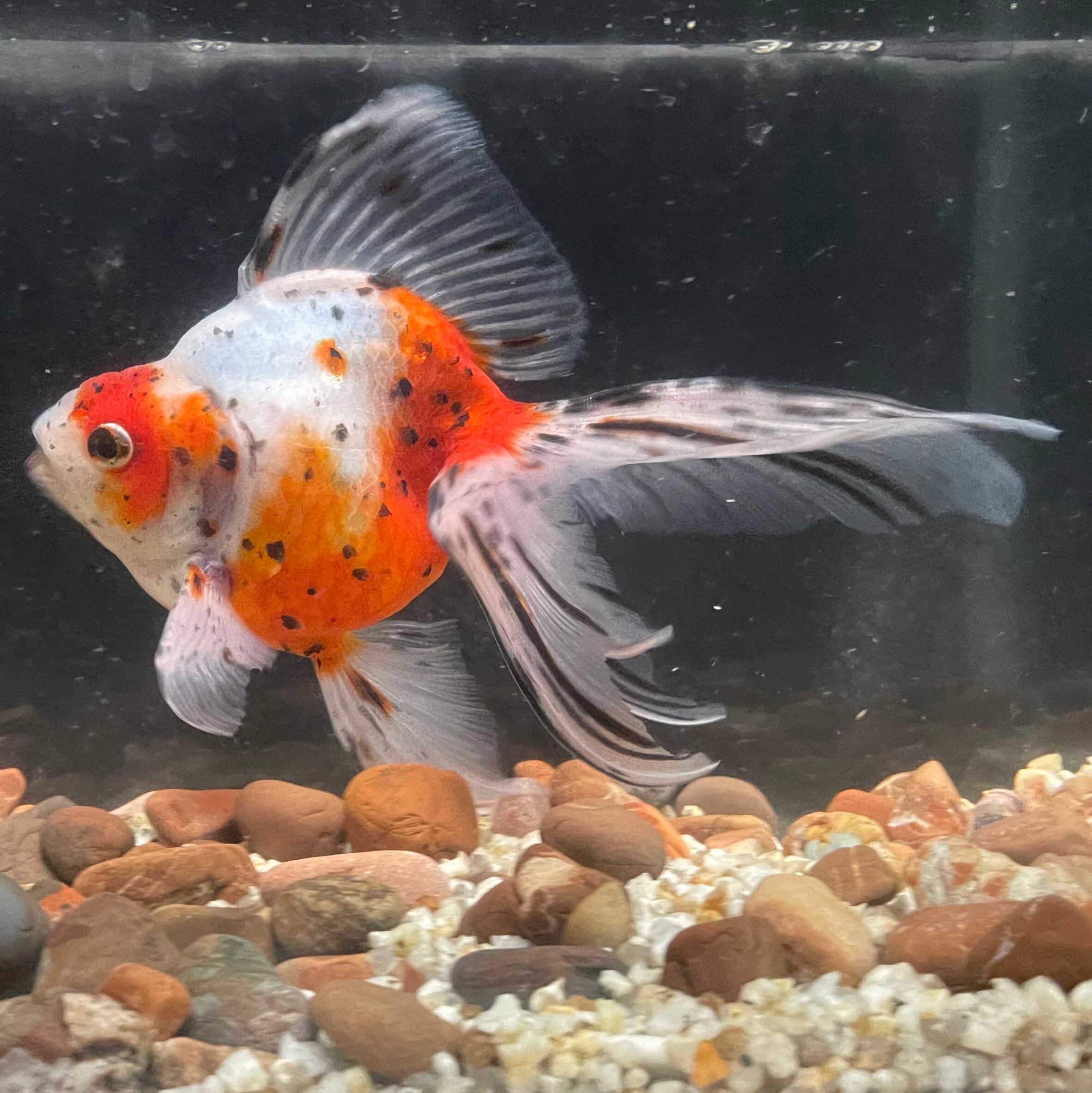 プラチナ金魚 キラキラ (木村養魚場産 白よりもプラチナ レア 金魚)