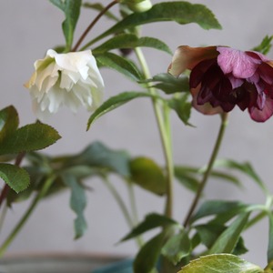 クリスマスローズ　 ハイブリッド八重咲き　ローズ　宿根草　庭、花壇にオススメ　寒さに強い　切花にも使える　