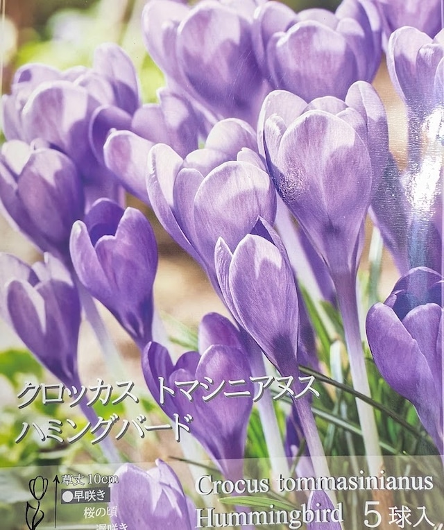 春に芽吹く♡秋植え球根　5種セット