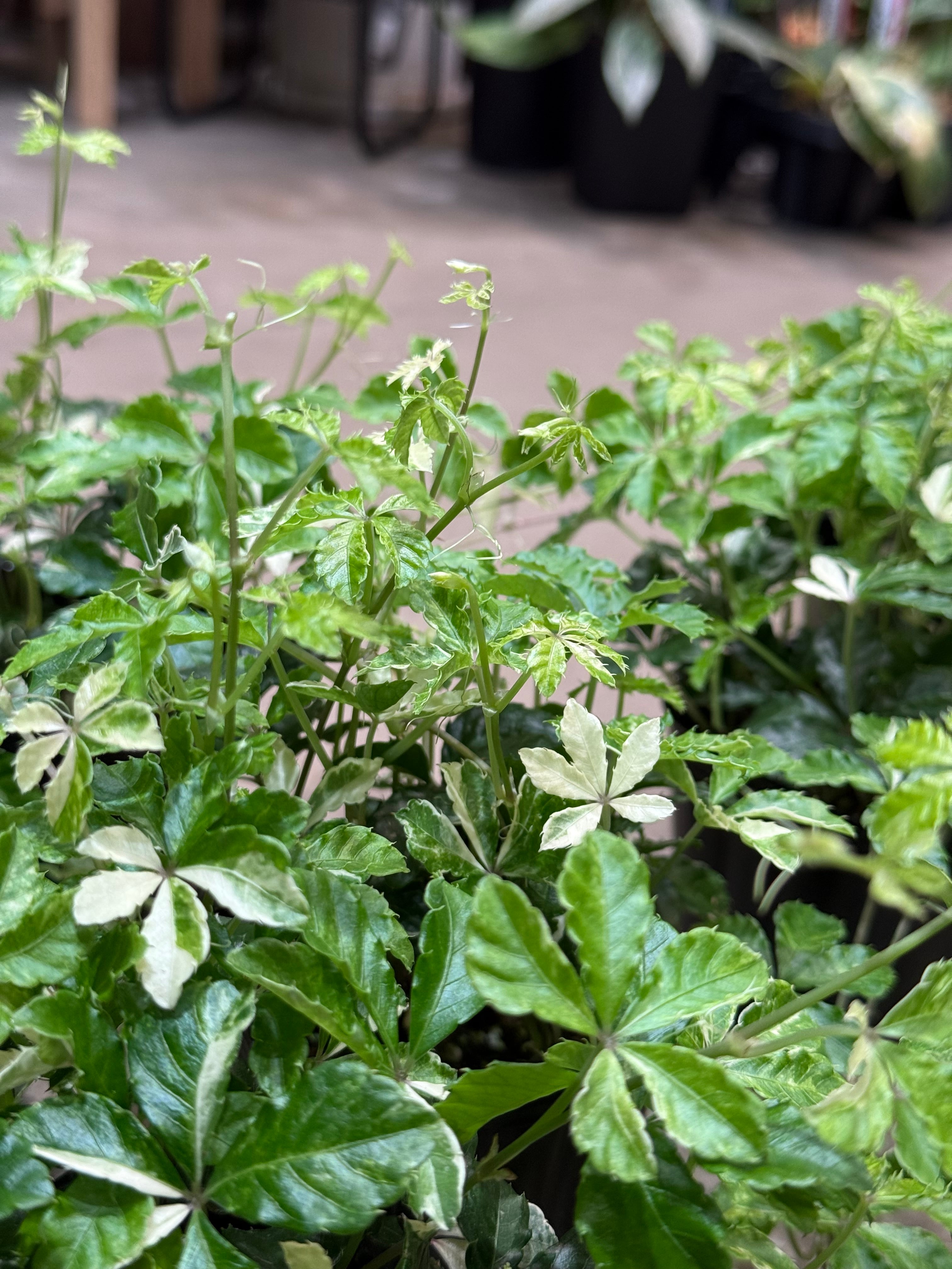 シュガーバイン 斑入り | MIDORIYA 観葉植物専門店