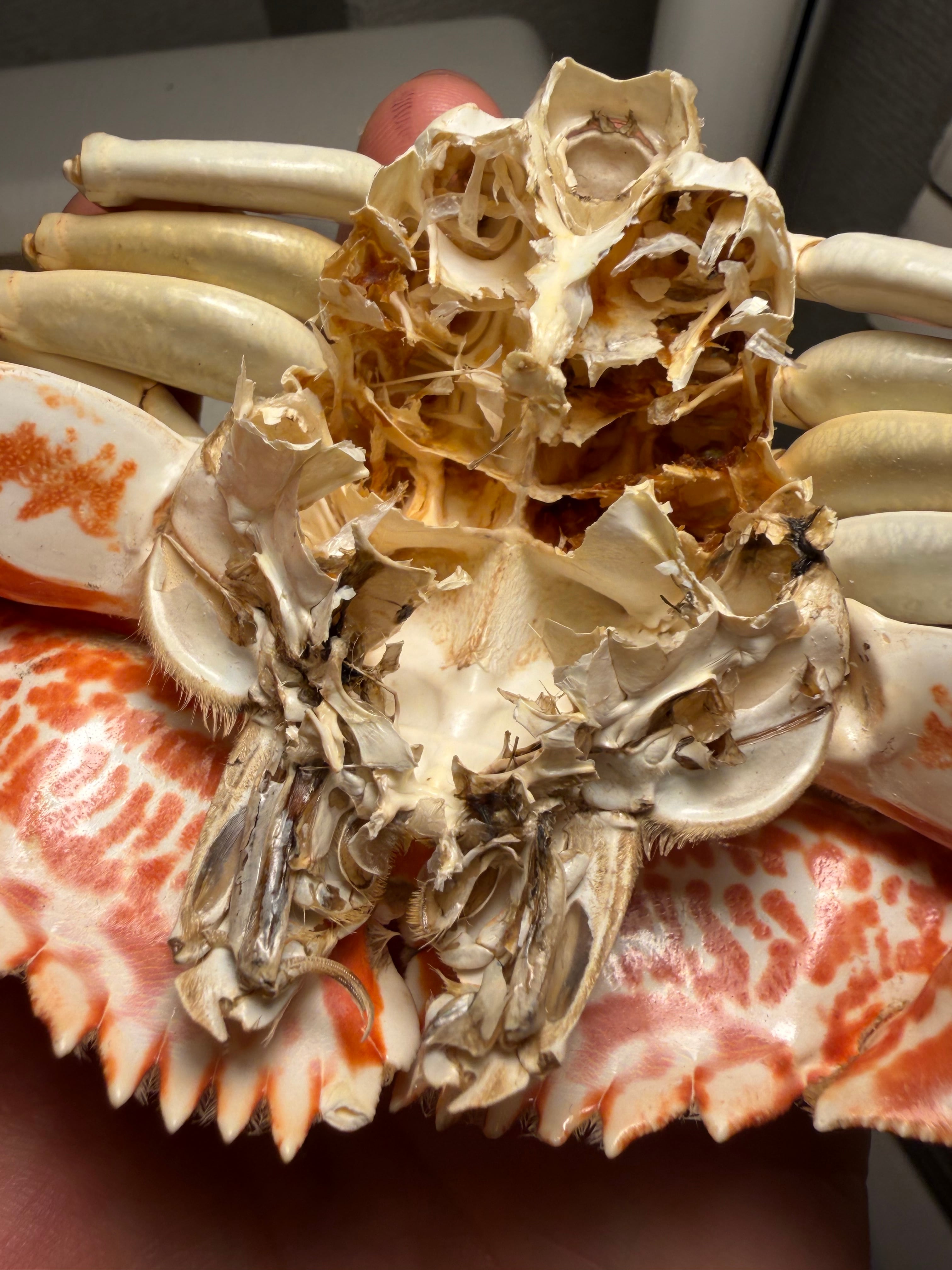 蟹味噌を食べるときの参考になるマルソデカラッパ ？ 標本 甲殻類 エビ ザリガニ 蟹味噌を食べるときの参考になるマルソデカラッパ ？ 標本 甲殻類 エビ