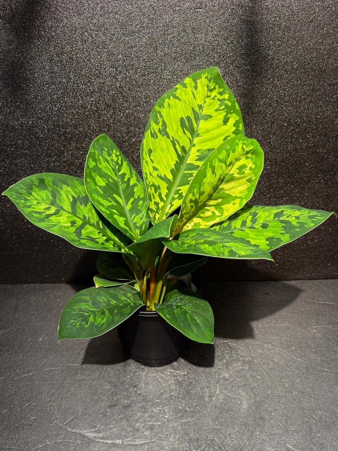 多肉植物 アエオニウム 孔雀白錦 レア #sb 5 | Pay ID