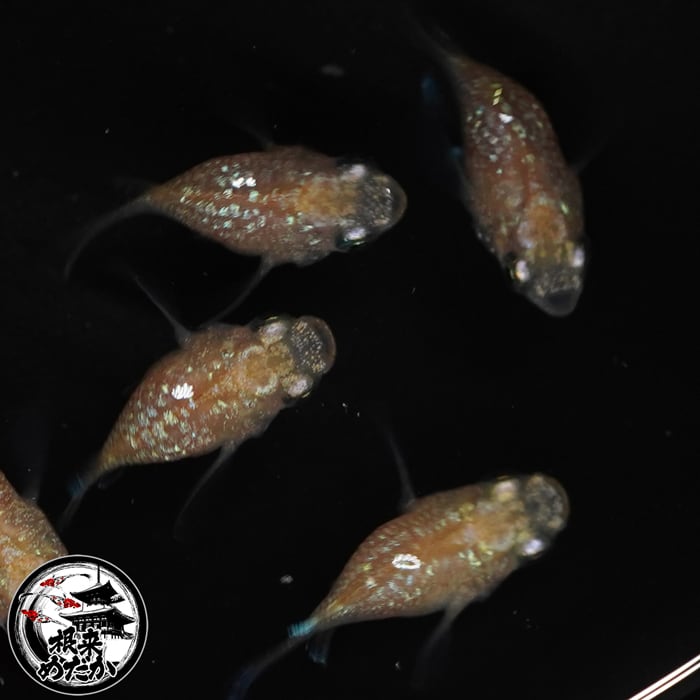 【1ペア】さくらダルマ 成魚 1.5～2cm｜改良メダカ・ダルマメダカ｜メダカ専門店 根来めだか