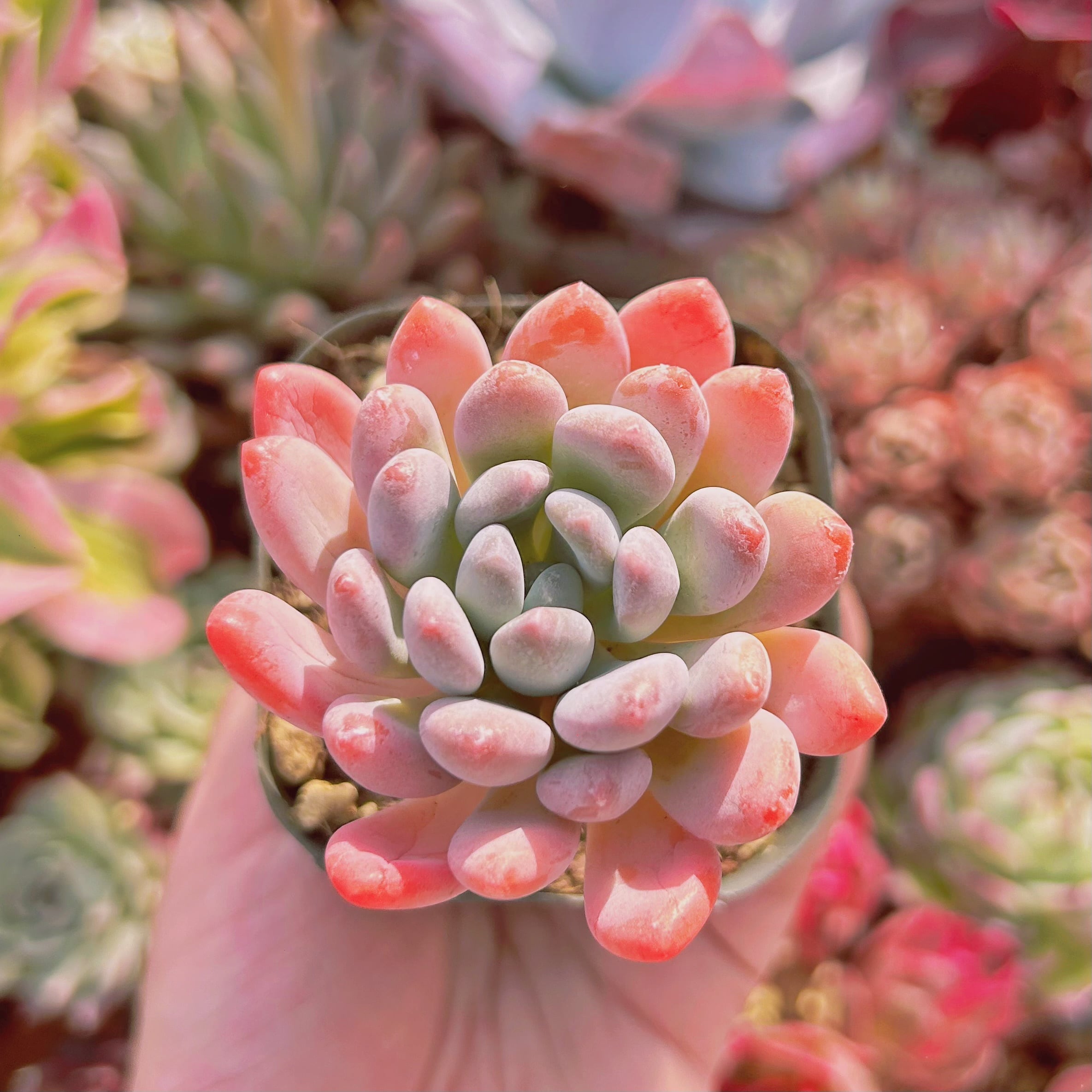 #289現物　多肉植物　灯美人　抜き苗