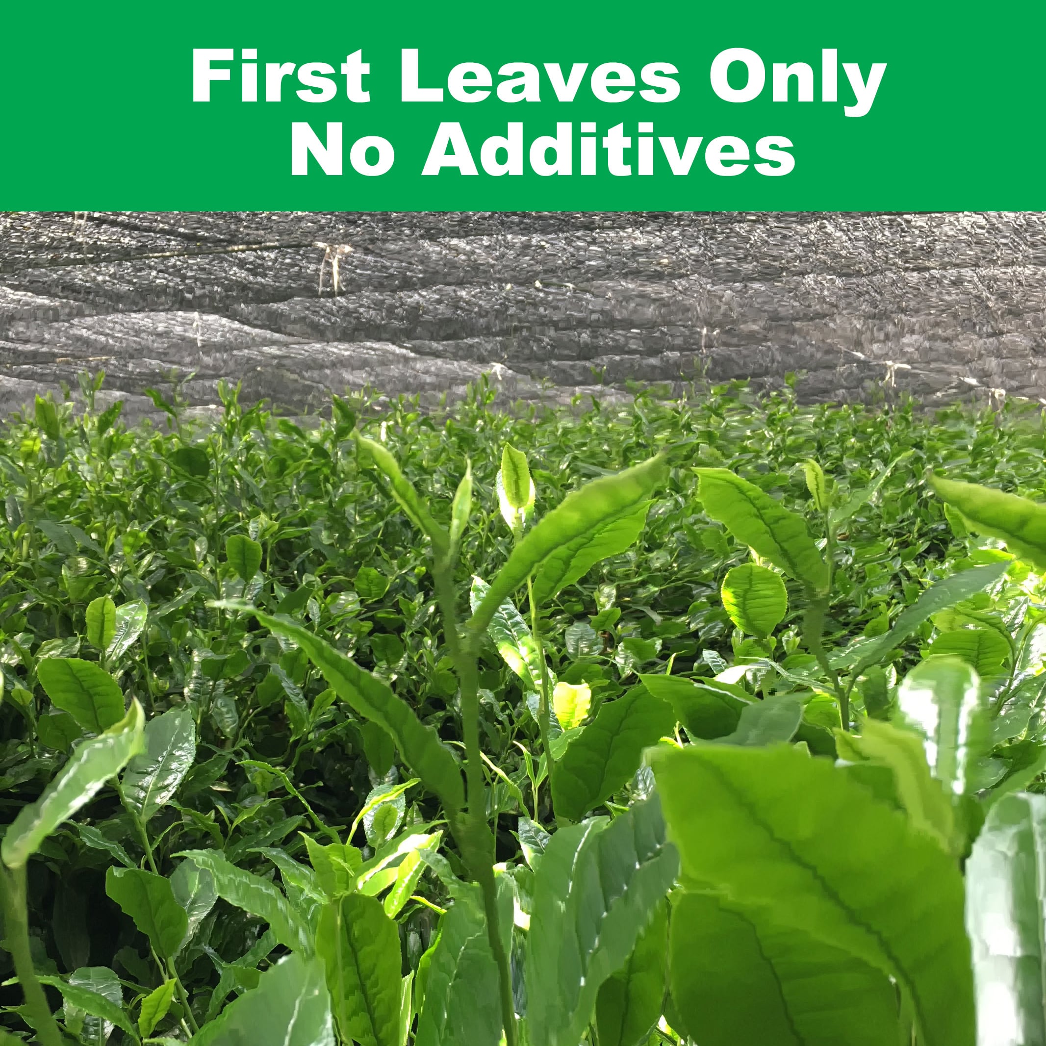 有機抹茶 KAZUMA : Organic Ceremonial Grade Matcha Green Tea 3.5 oz