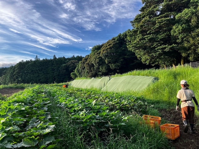 8月のお野菜もりもり御膳【無添加、無農薬米、有機・特別栽培野菜】