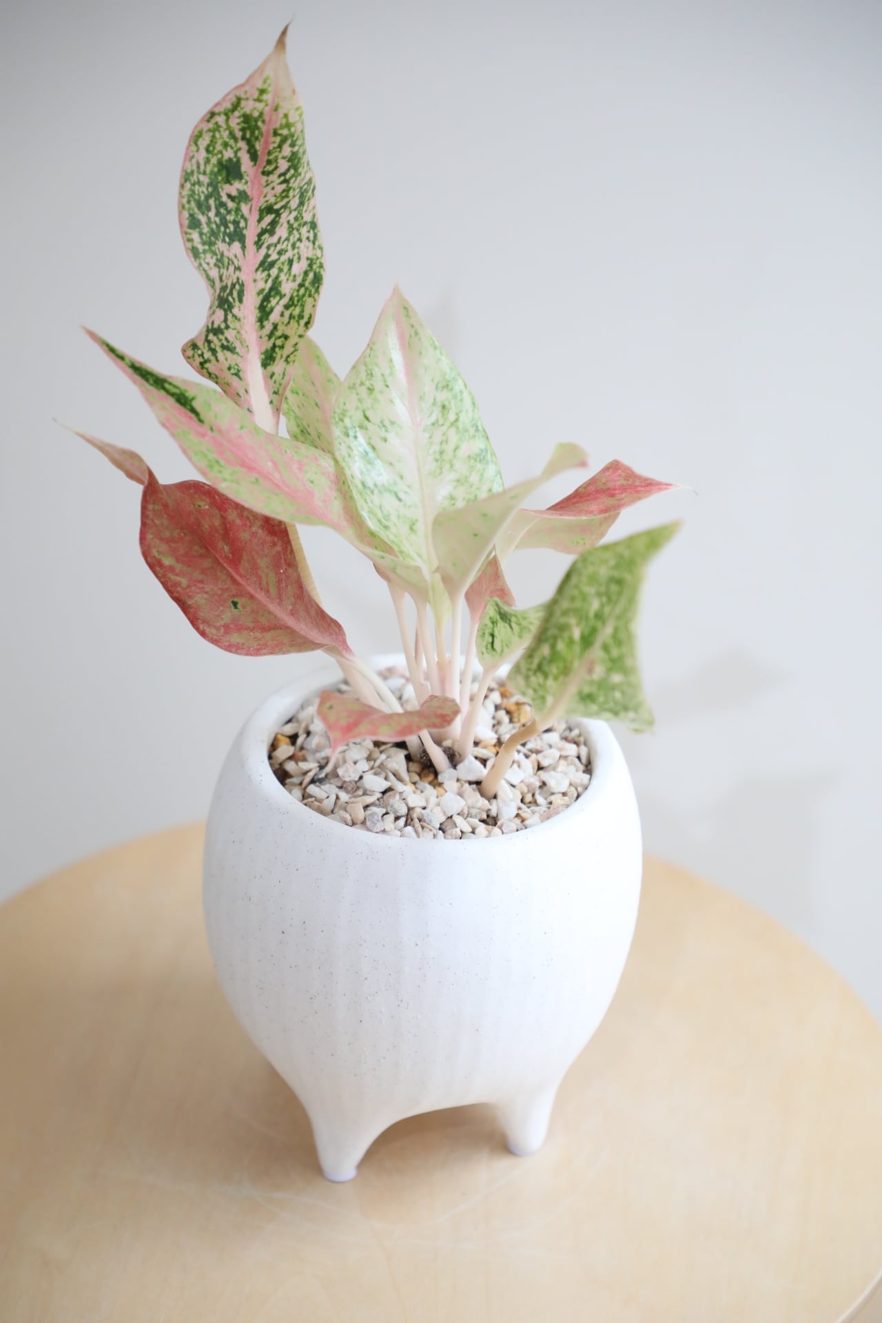 S】アグラオネマ スターダストオレンジ/Aglaonema | 【厳選植物・器