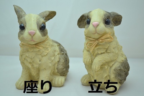 ダッチラビット　うさぎ