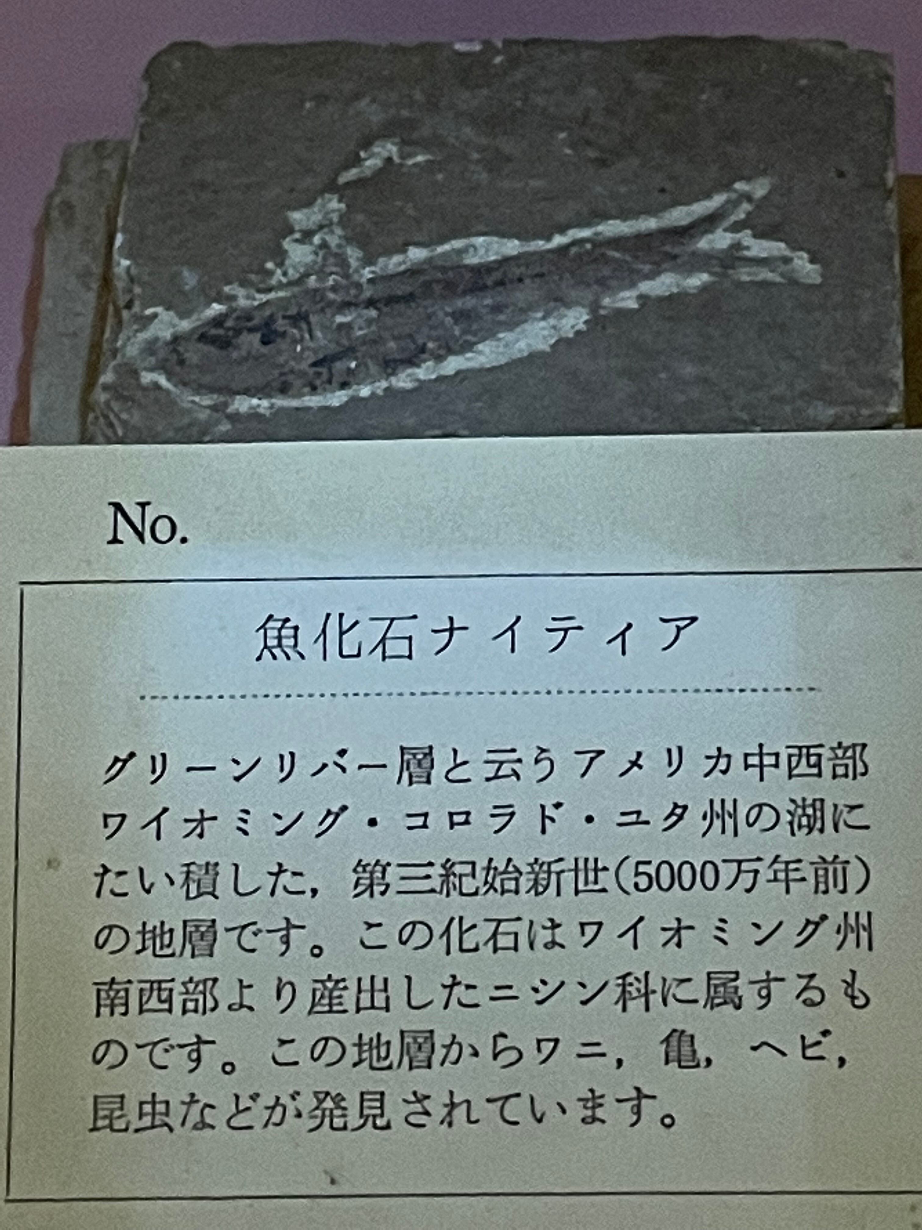 台付　ナイティア　魚　始新世　アメリカ　ワイオミング州化石　鉱石　希少 台付 ナイティア 魚 始新世 アメリカ ワイオミング州化石 鉱石 希少