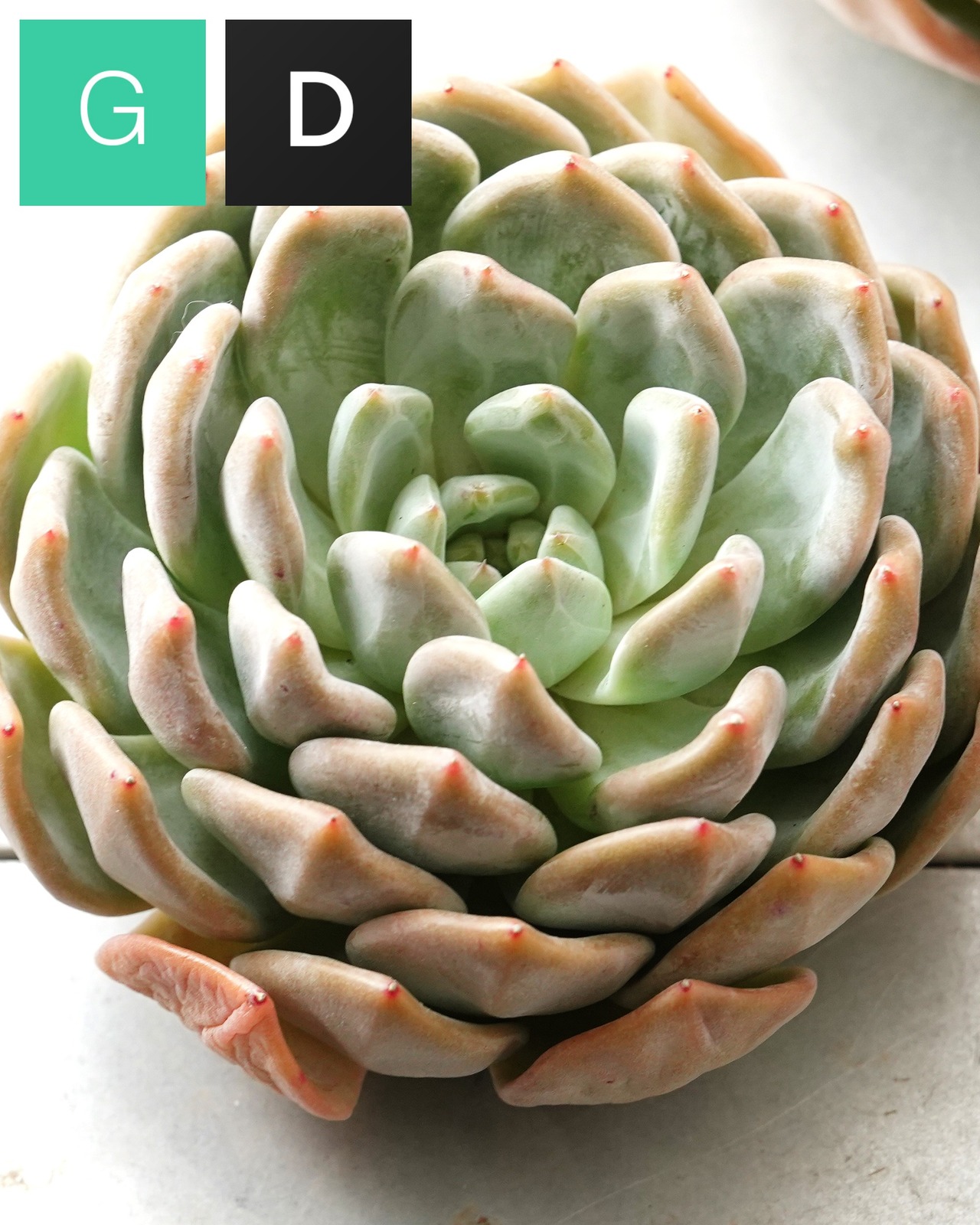 発根済カット苗 白無常 XL Echeveria 'White Useless'