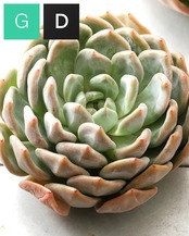 発根済カット苗 白無常 XL Echeveria 'White Useless'