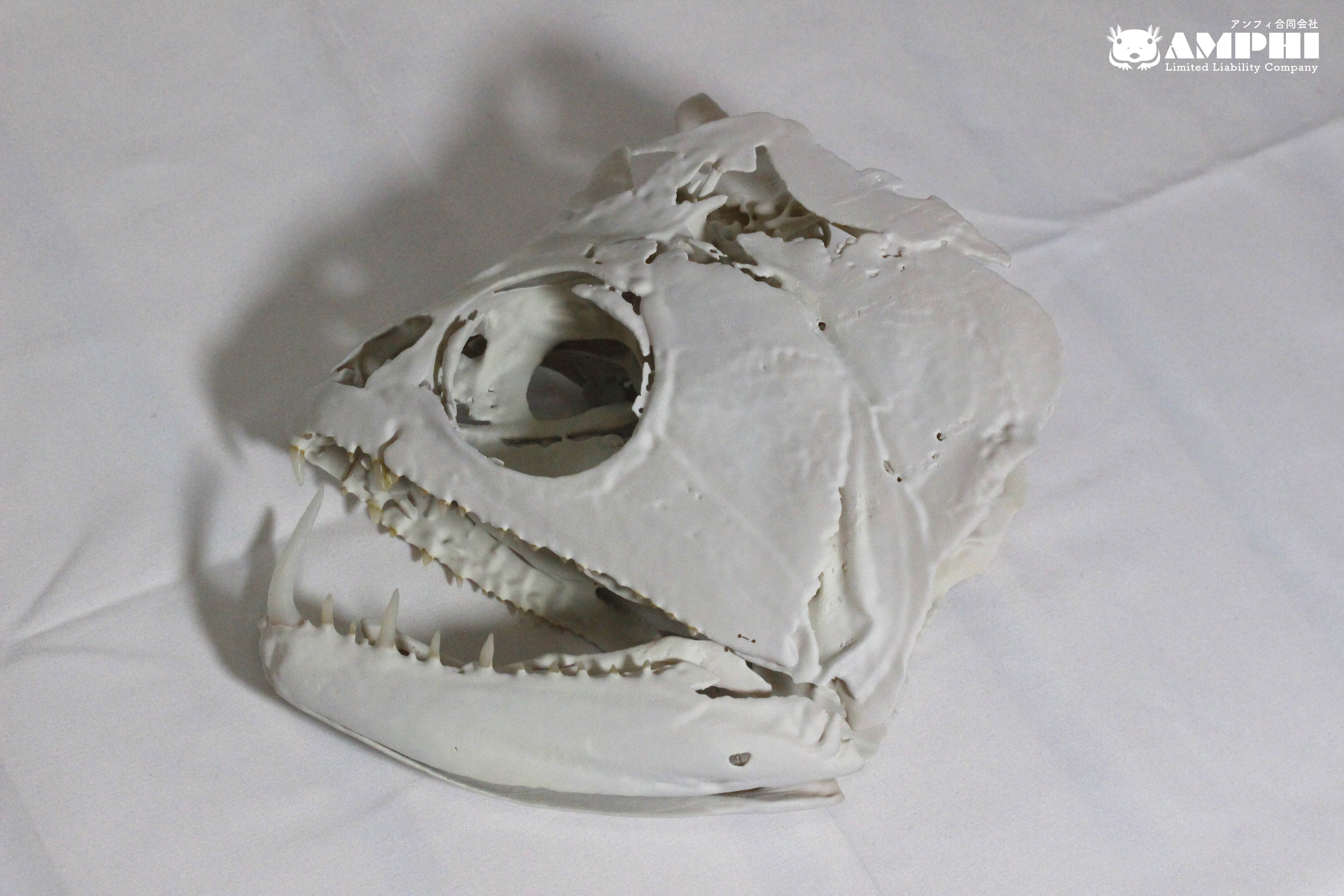 ペーシュ・カショーロ 18cm頭骨レプリカ Payara, 18cm skull replica