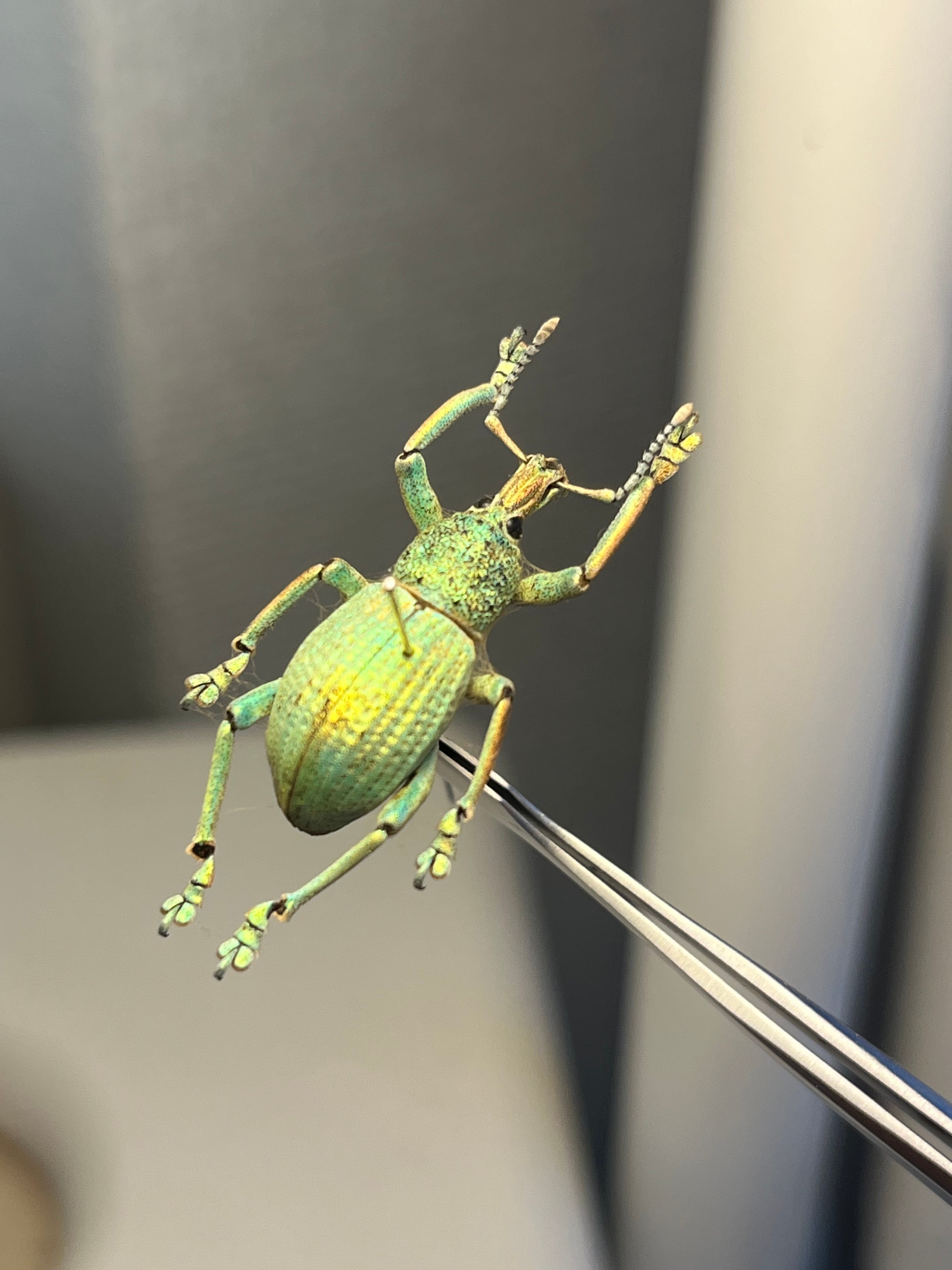 ホウセキゾウムシの一種 標本Eupholus bruyni？ カミキリ昆虫ゼリー