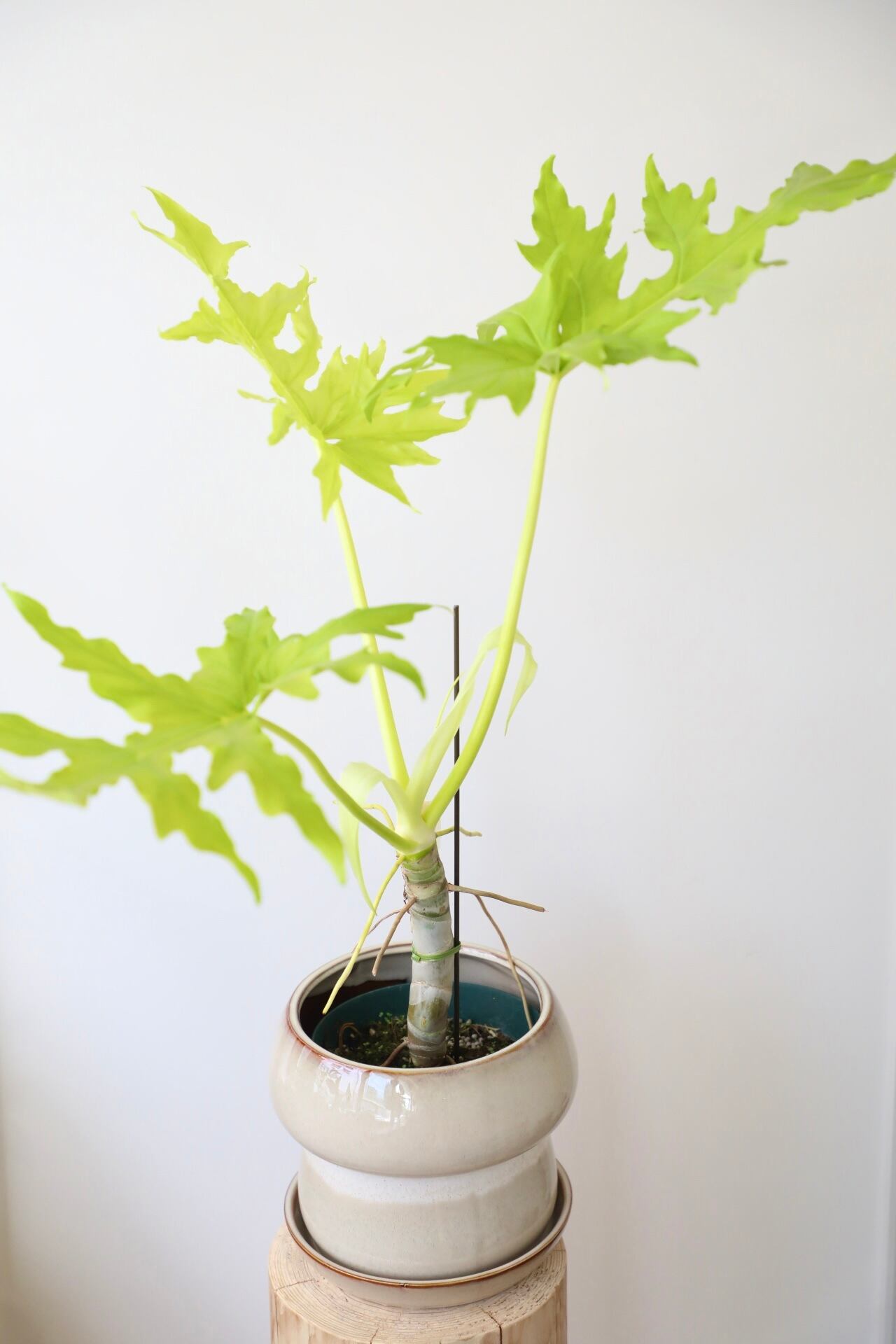 フィロデンドロン プレミアムゴールド/Philodendron warscewiczii