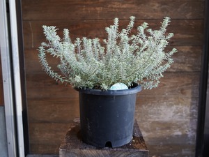 【現物】ウエストリンギア　”スモーキーホワイト”