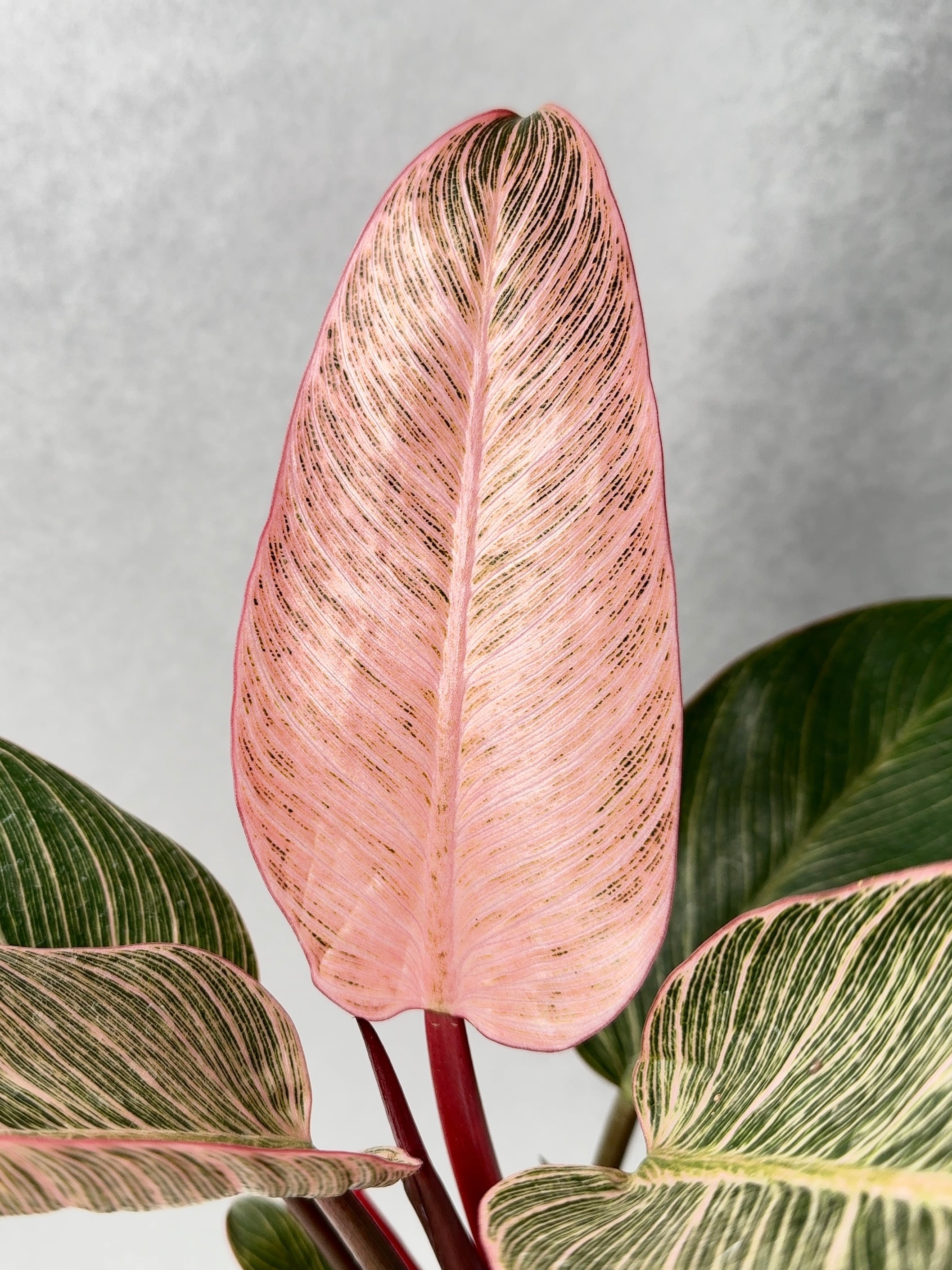 ドラセナ・キュンティ | trigger