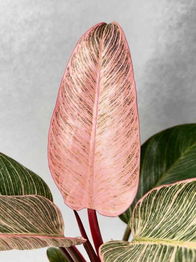 フィロデンドロン・ピンクバーキン