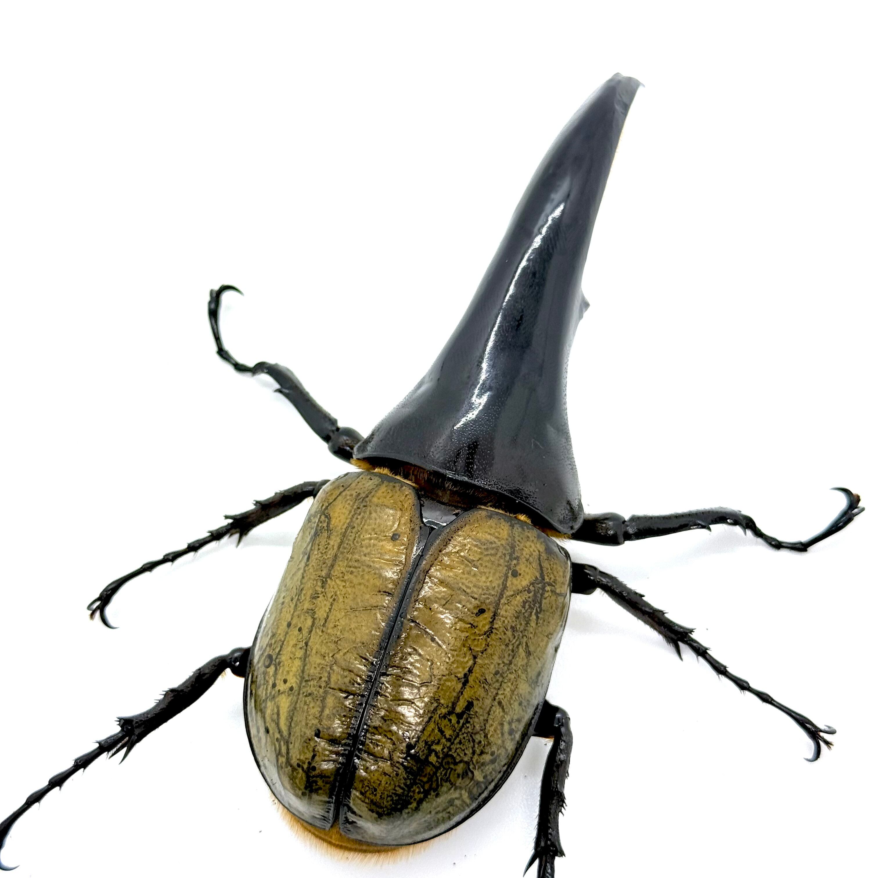 極太極短 / 成虫 / オス＆メスペア / ヘラクレスオオカブト | HERCULES