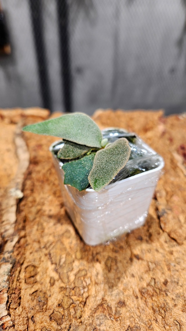 P.Ferret Sporelings 【artPLANTs/Platycerium 】ビカクシダ/Platycerium