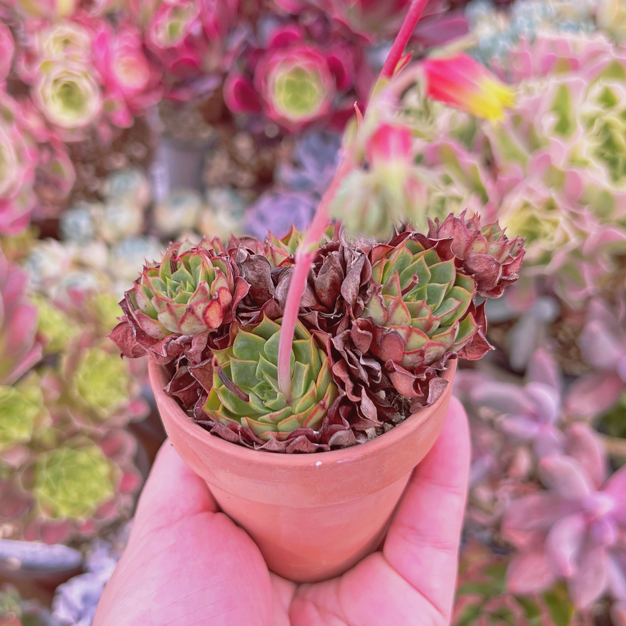 266現物 多肉植物 ラブファイア 抜き苗 | るる農園~多肉植物専門