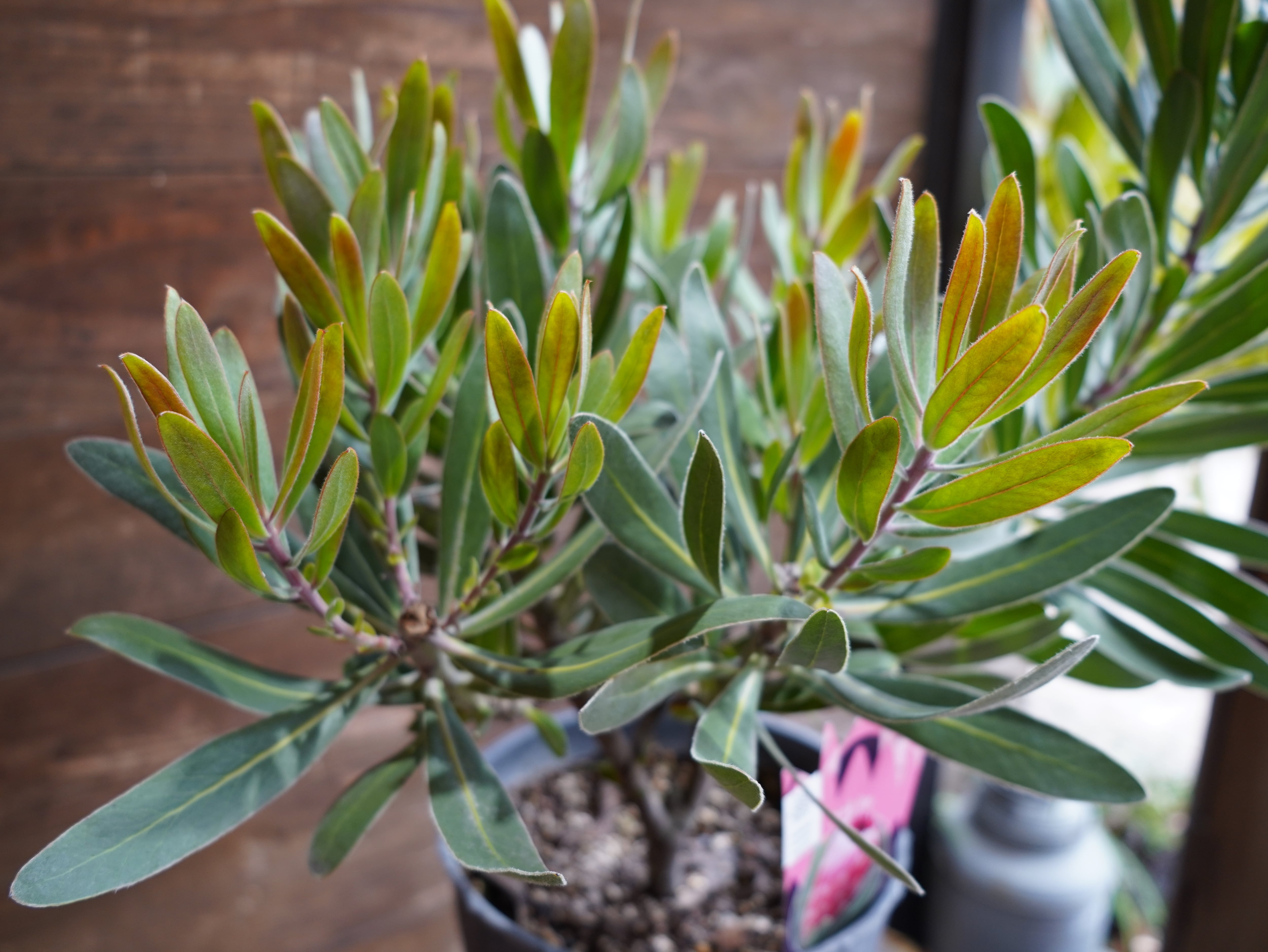 【現物】プロテア　”ピンクアイス”